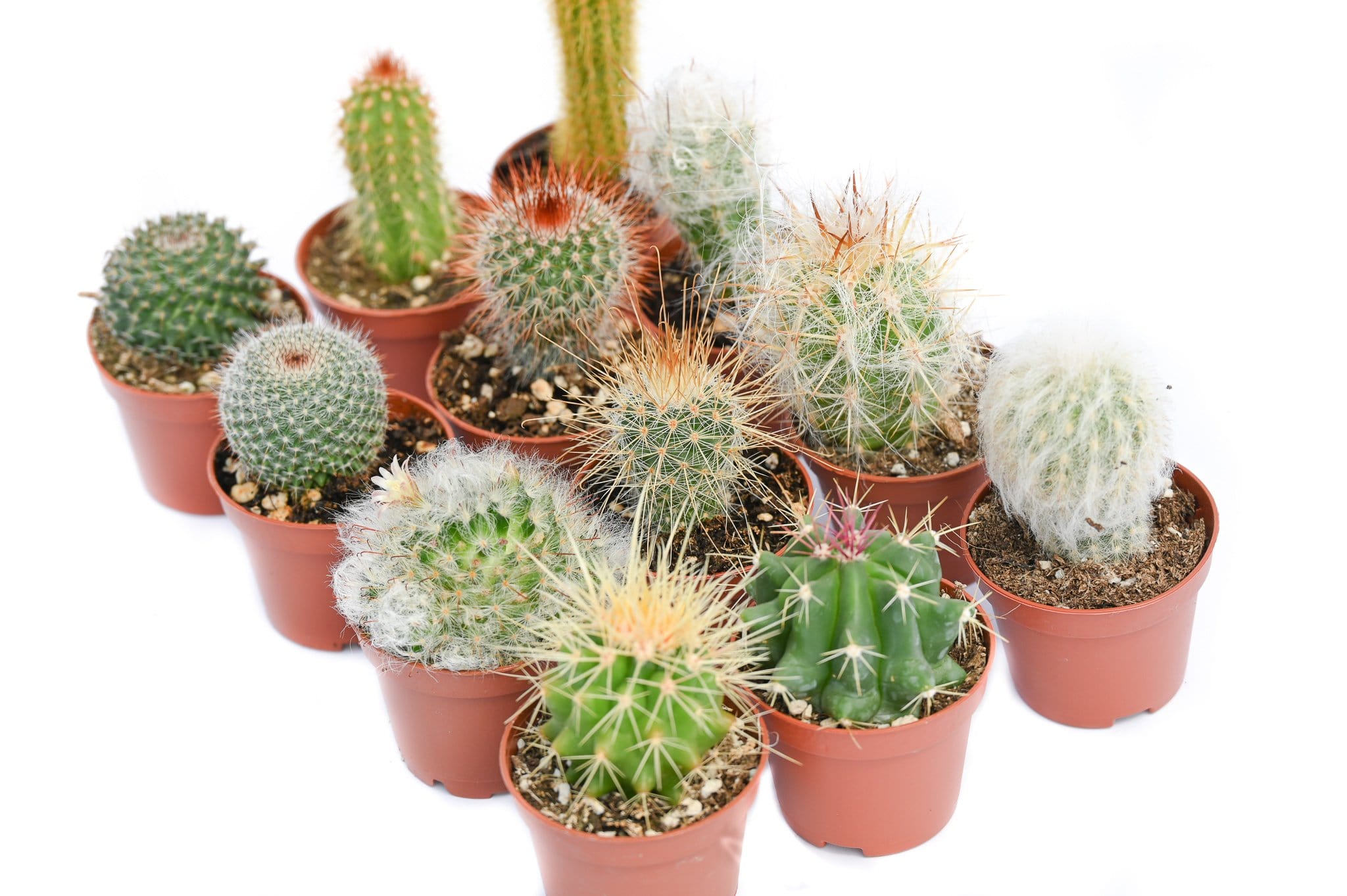 types of mini cactus Bulk 50 Pack 2 inch Cactus containers
