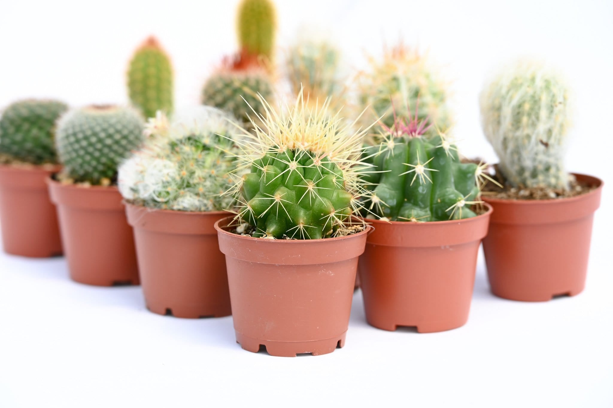 Bulk 50 Pack 2 inch Cactus containers