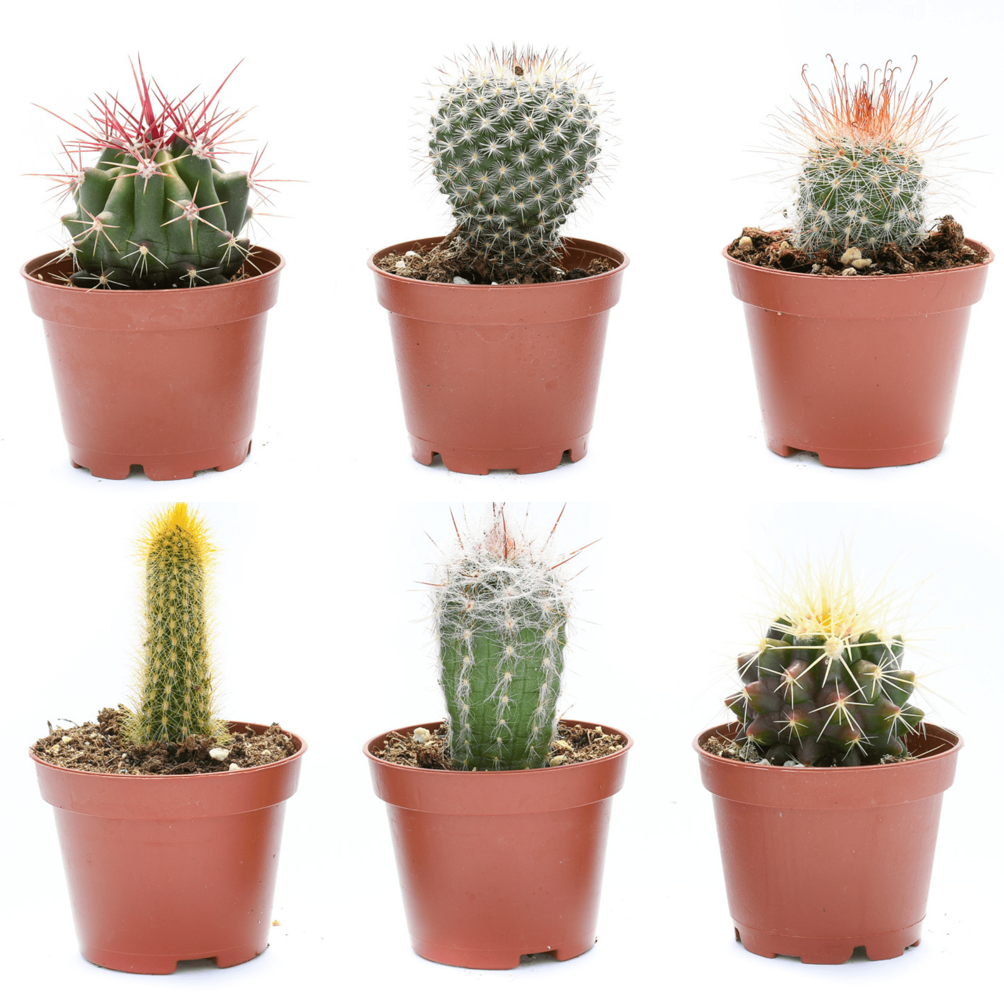mini cactus succulent Wholesale Cactus 12 Pack | Assorted Cactus for Sale
