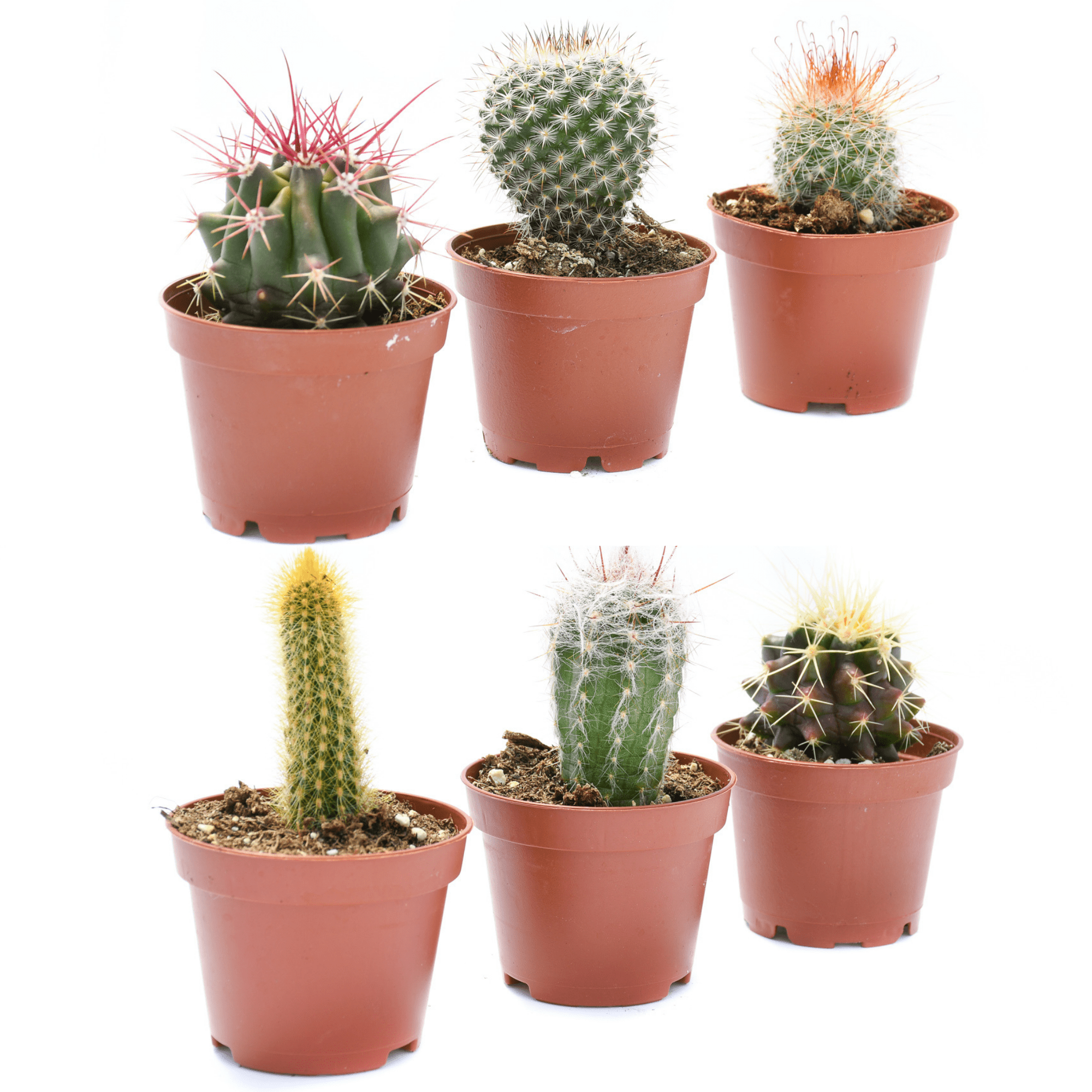 Bulk 50 Pack 2 inch Cactus containers