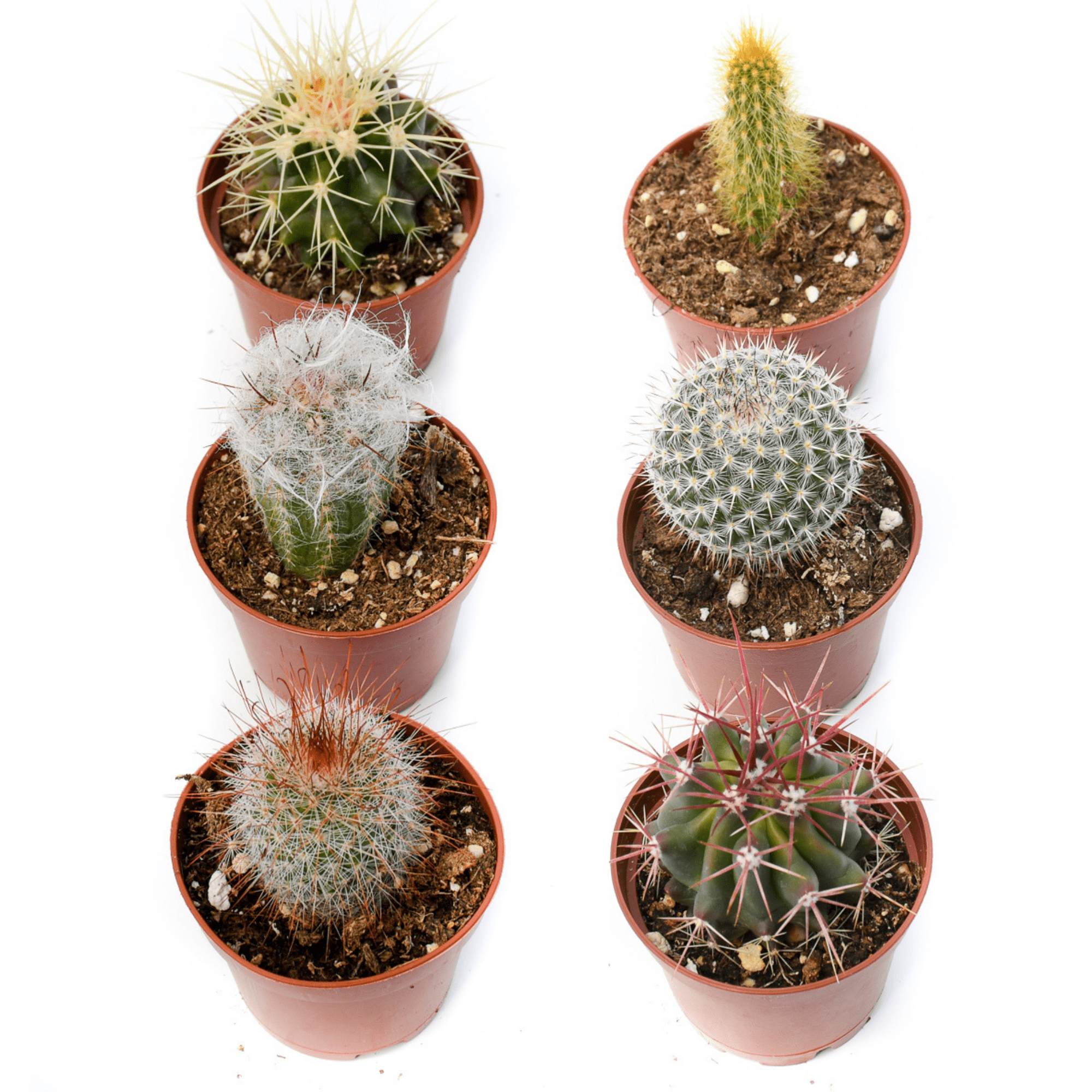 different types of mini cactus Bulk 50 Pack 2 inch Cactus containers