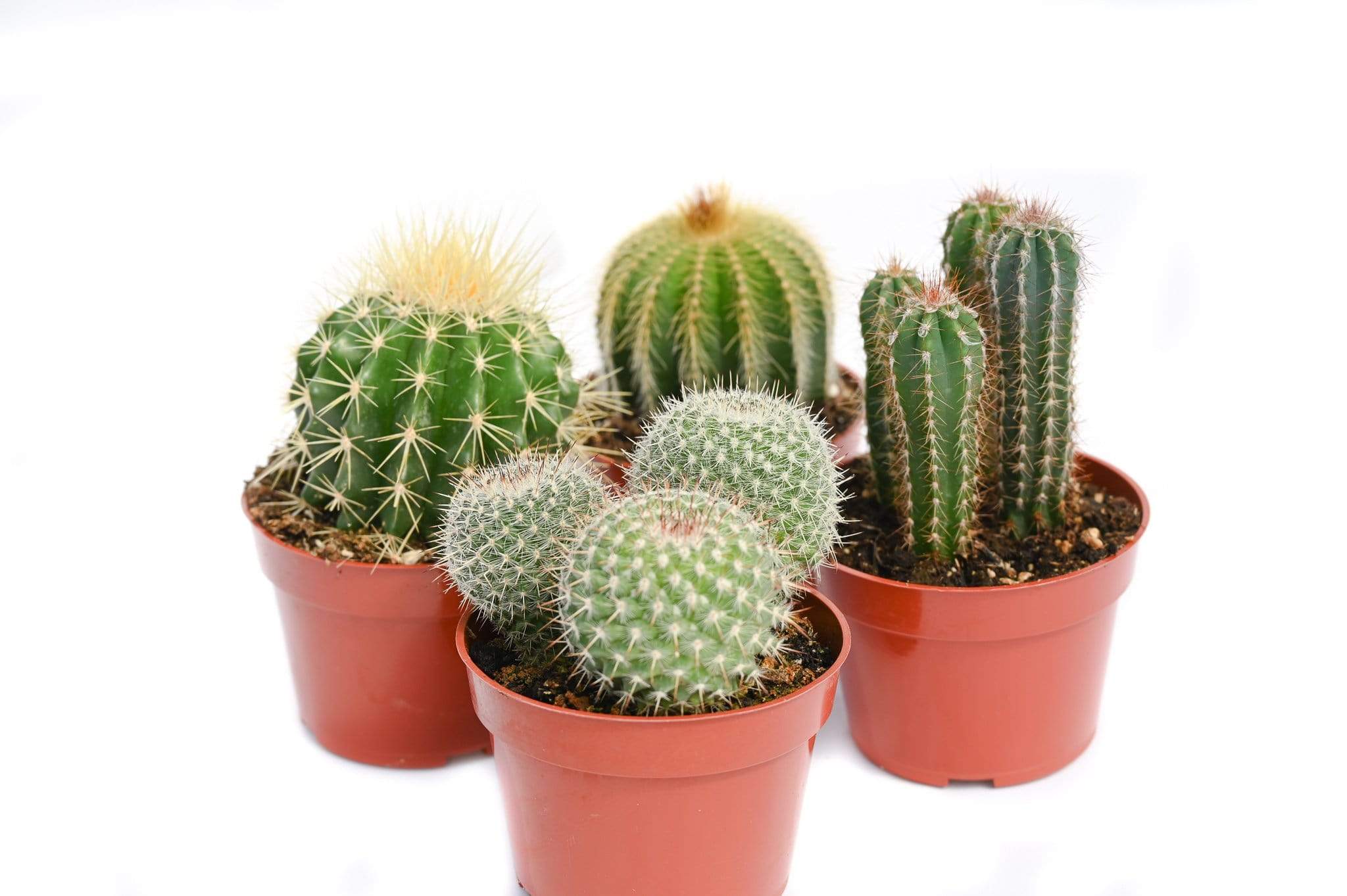 Cactus for Sale| Live Cactus Plants for Sale| Buy Cactus Online 8 Pack