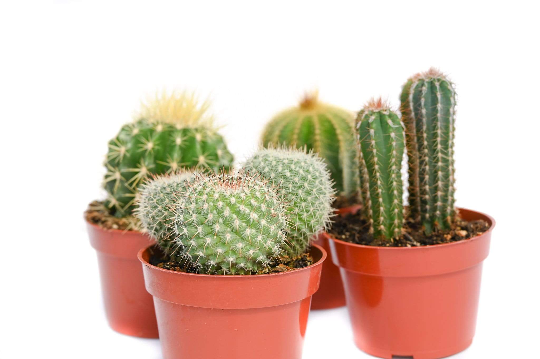 Cactus for Sale| Live Cactus Plants for Sale| Buy Cactus Online 8 Pack