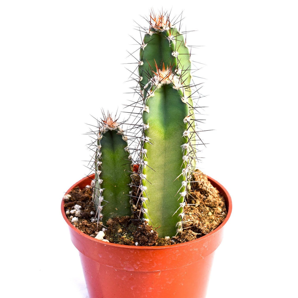 cereus succulent Cereus Forbesii Cactus for Sale