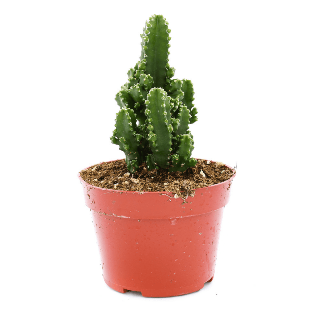 Cereus Paolina Cactus for Sale| Buy Cactus Online| Succulent Market