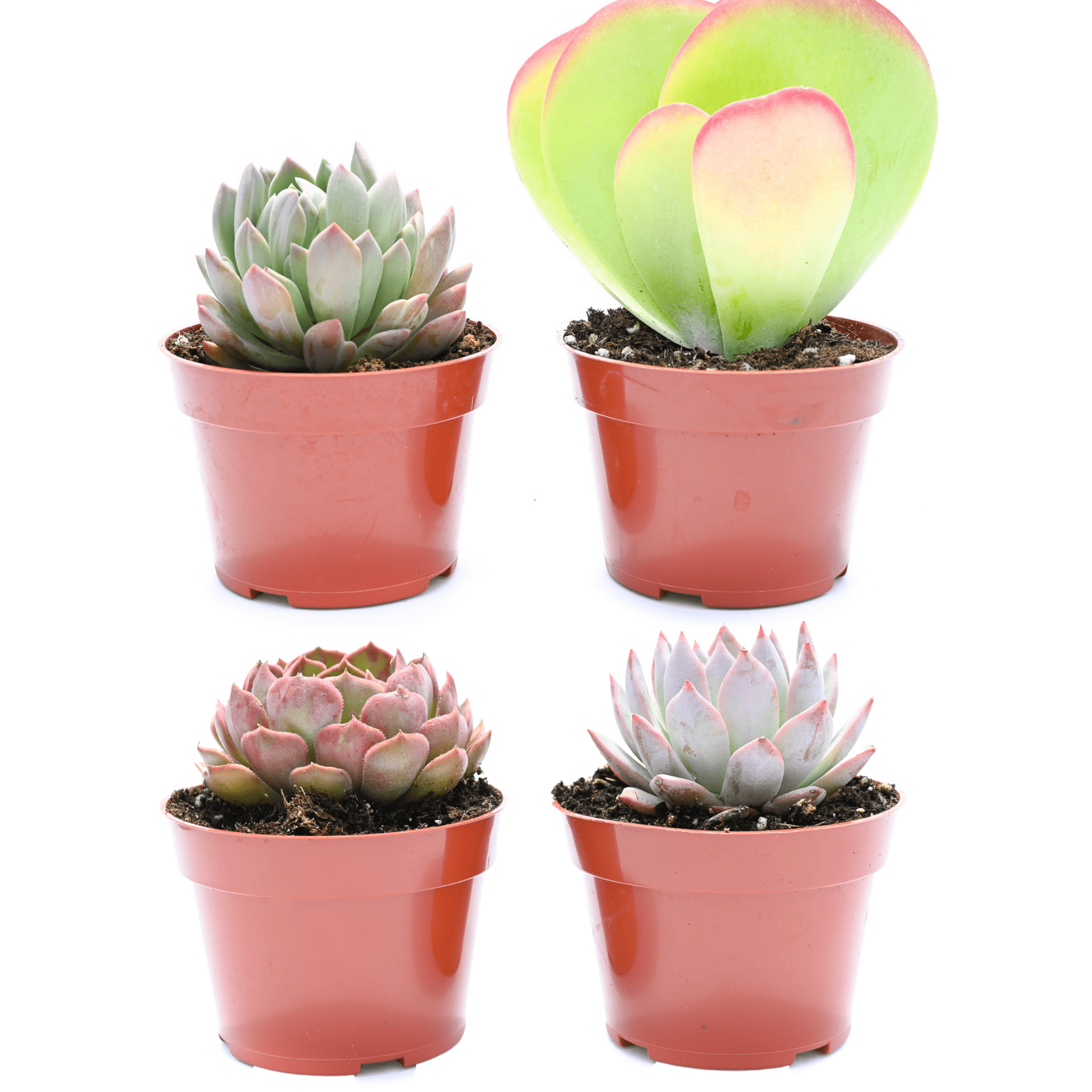 colourful succulents for sale Colorful Succulents - Assorted 4 Inch Containers | Succulents for Sale | Succulent Market