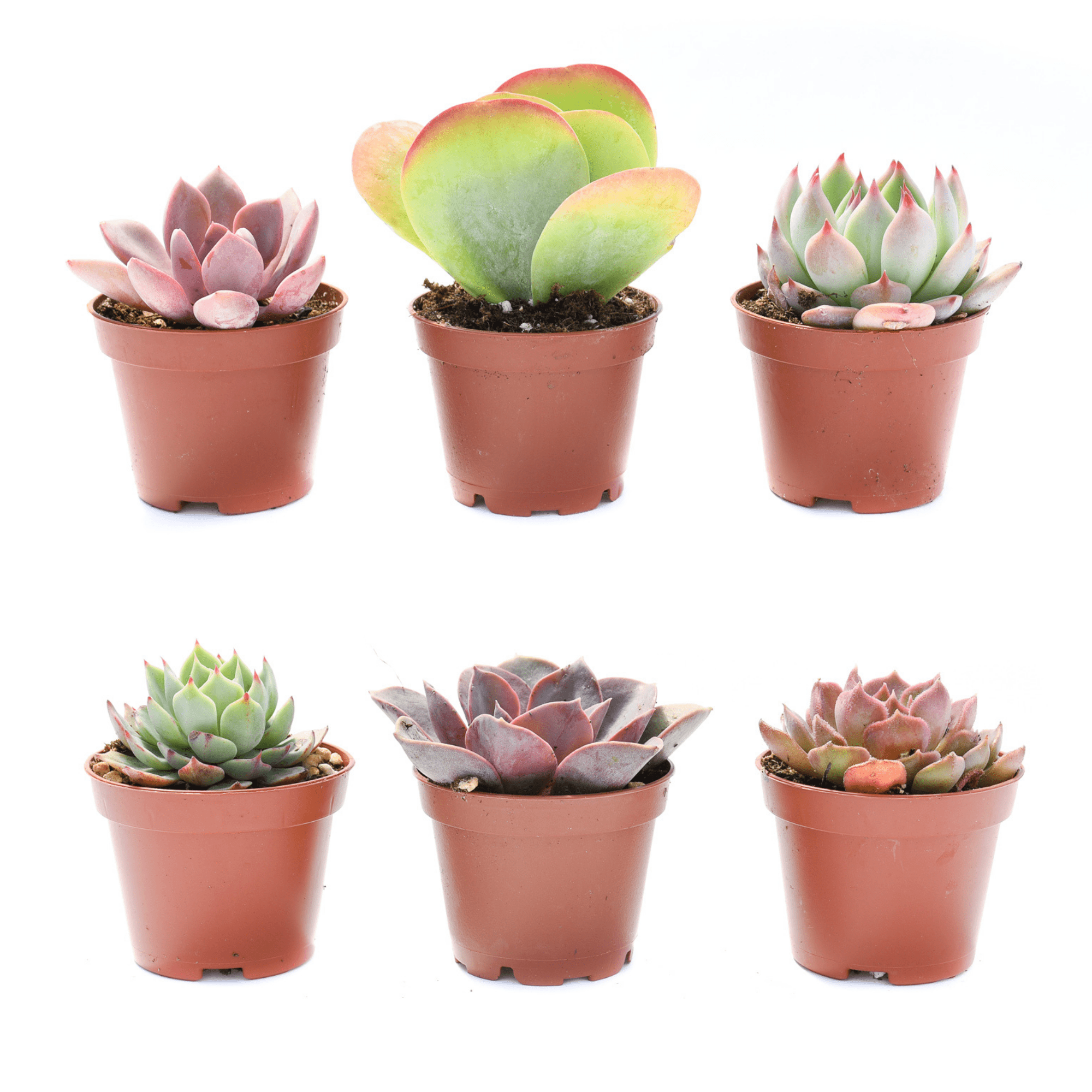 colorful succulent pots Succulent 6 Pack | Assorted Colorful Succulents