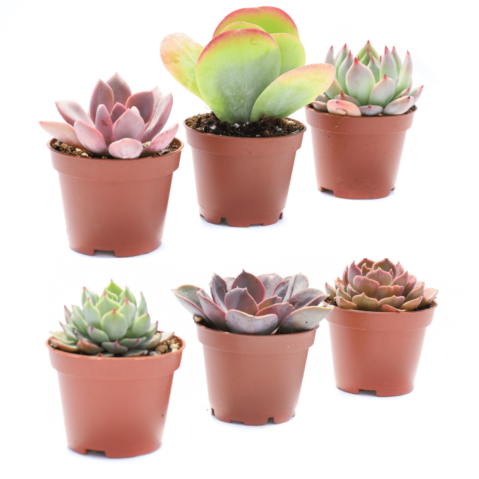 Colorful Succulents 6 Pack - Assorted 2 Inch - Live Succulent Plants