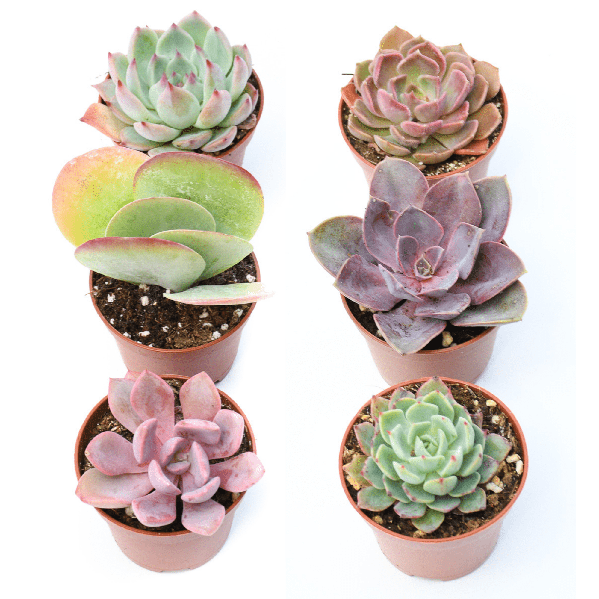 succulents near me Colorful Succulents 6 Pack - Assorted 2 Inch - Live Succulent Plants