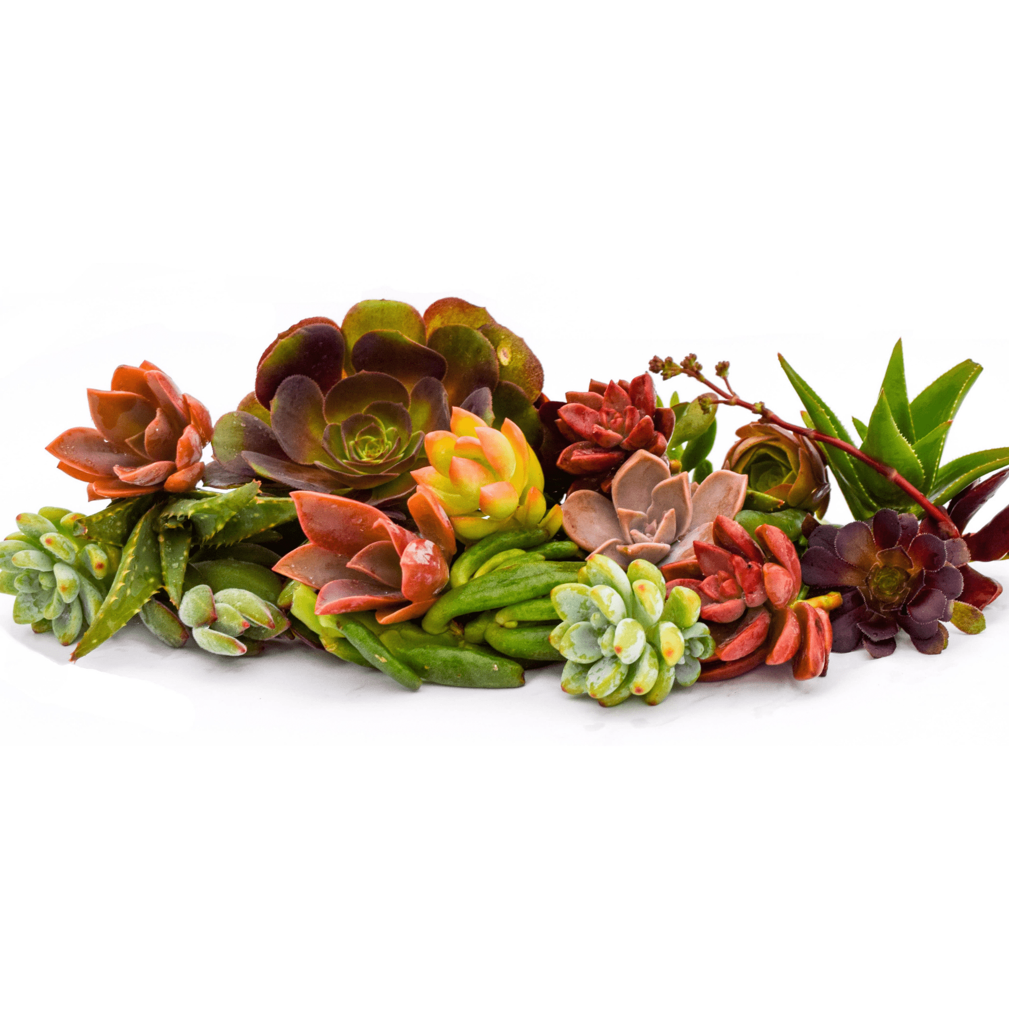 individual succulents Assorted Succulent Cuttings 20 Pack | Succulents for Sale | Succulent Market