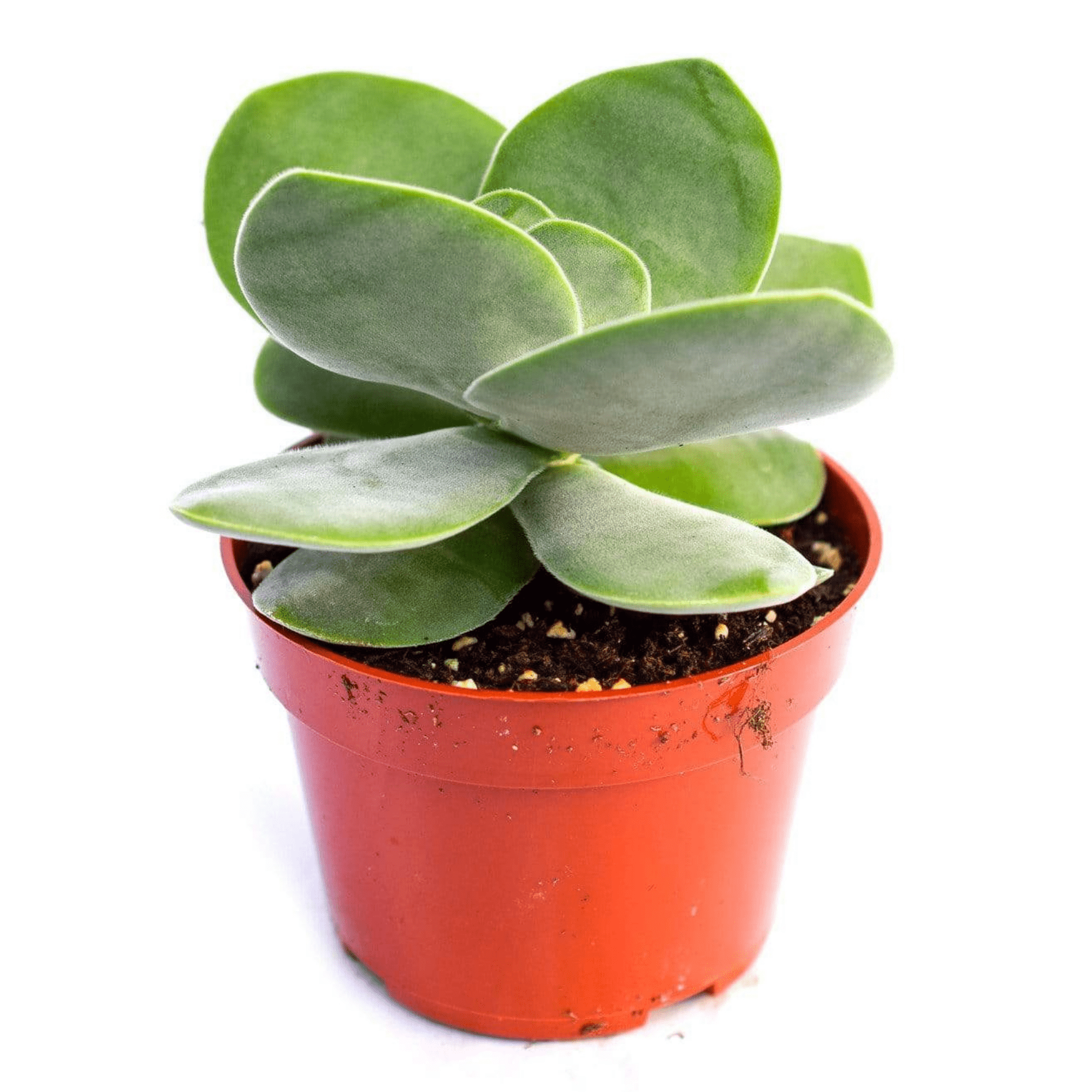 crassula succulent for sale Crassula Dubia | Succulents for Sale | Succulent Market