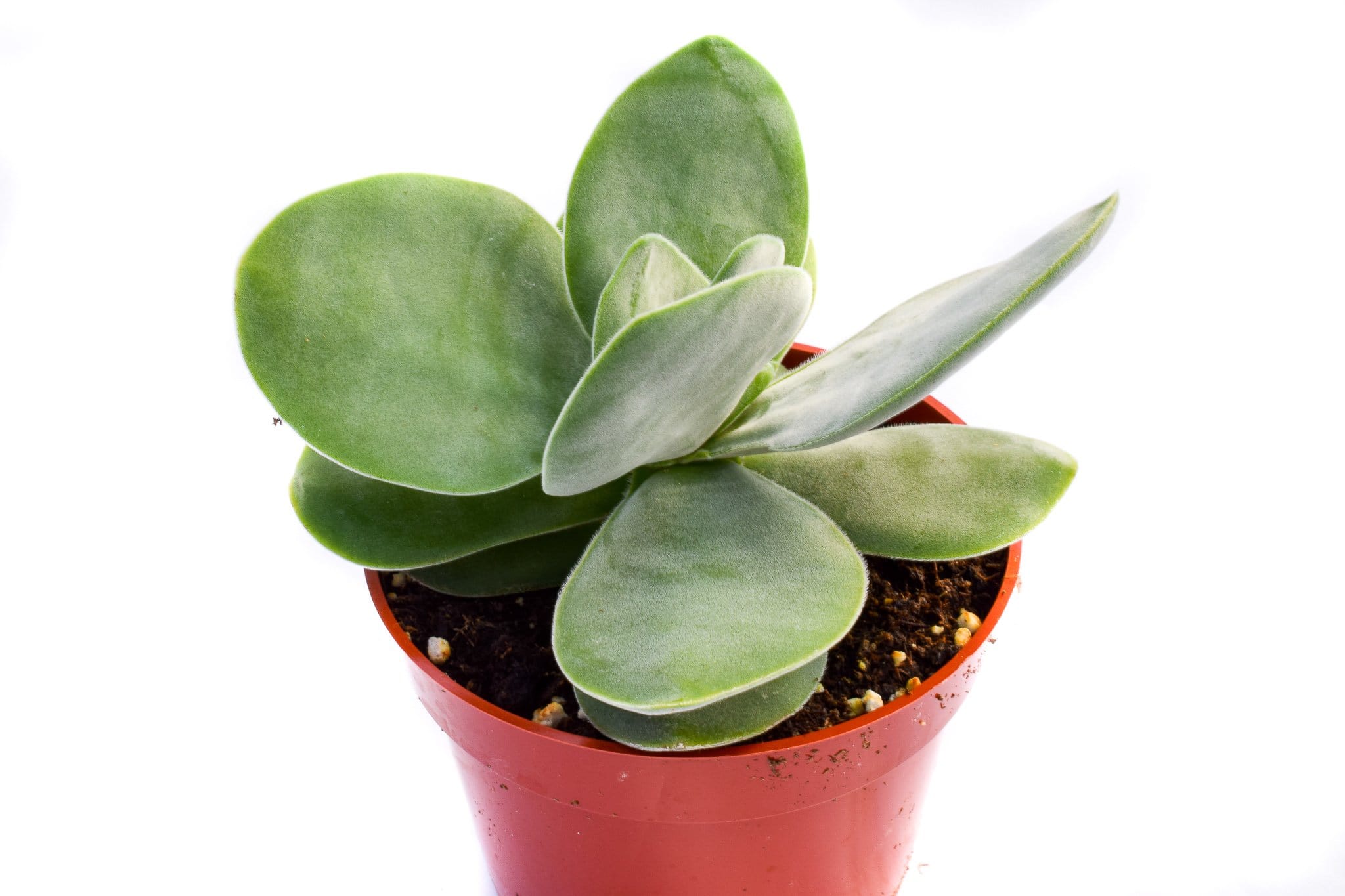 crassula dubia succulent Crassula Dubia | Succulents for Sale | Succulent Market