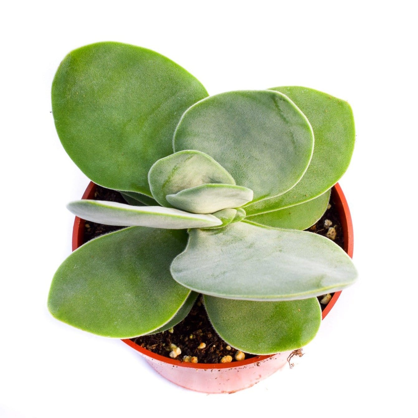 crassula dubia succulent Crassula Dubia | Succulents for Sale | Succulent Market