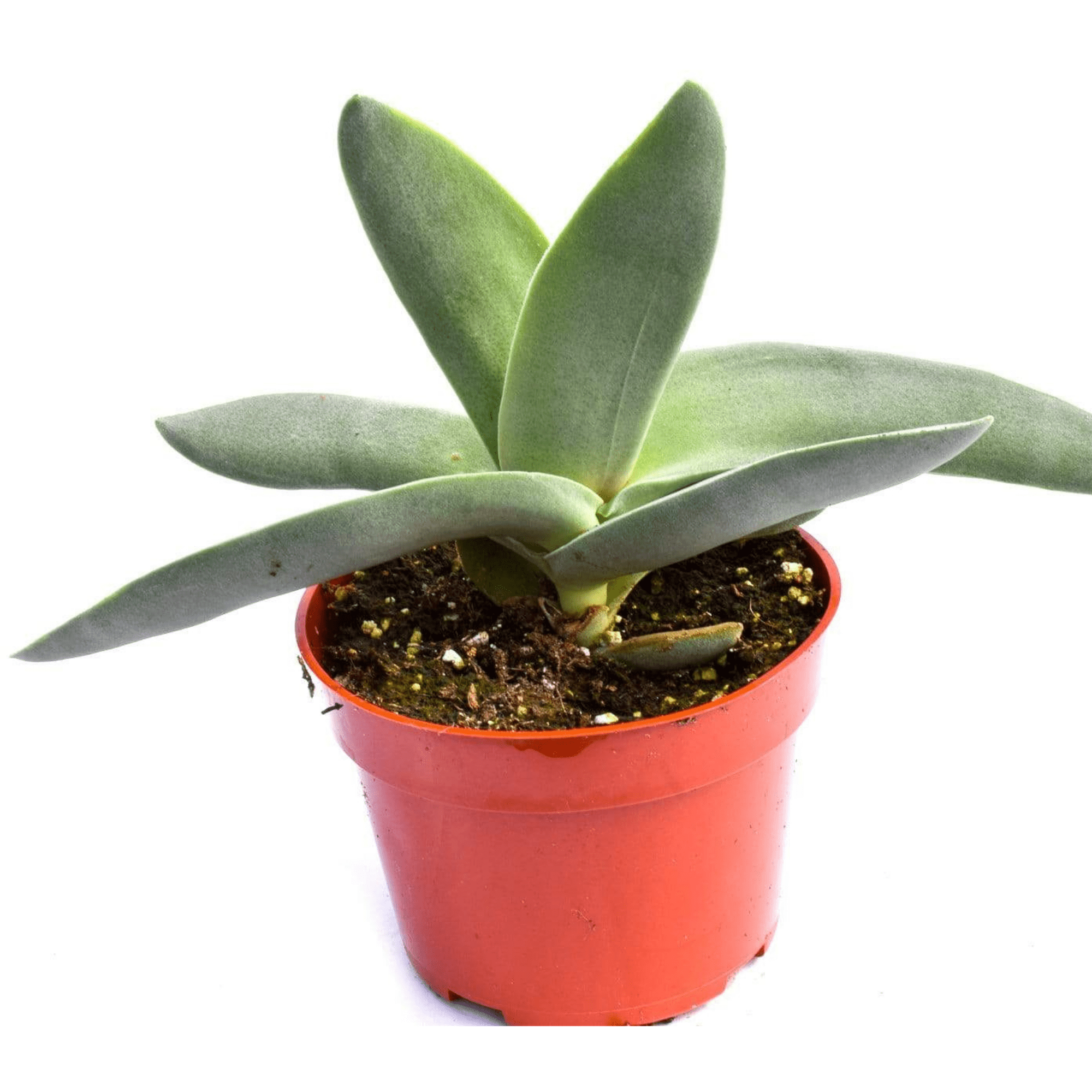 crassula falcata succulent Crassula Falcata for Sale | Succulents for Sale