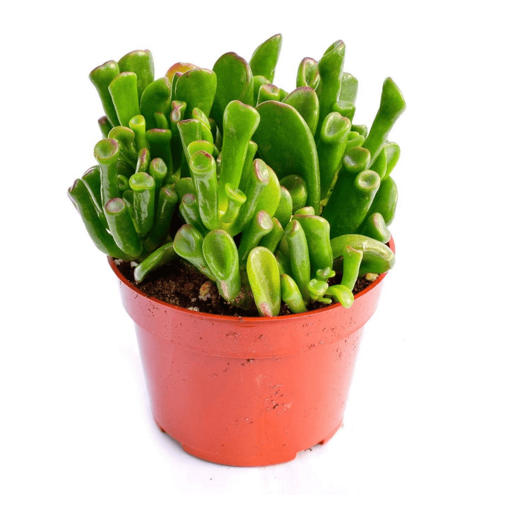 buy small succulents online Crassula Gollum | Succulents for Sale | Succulent Market