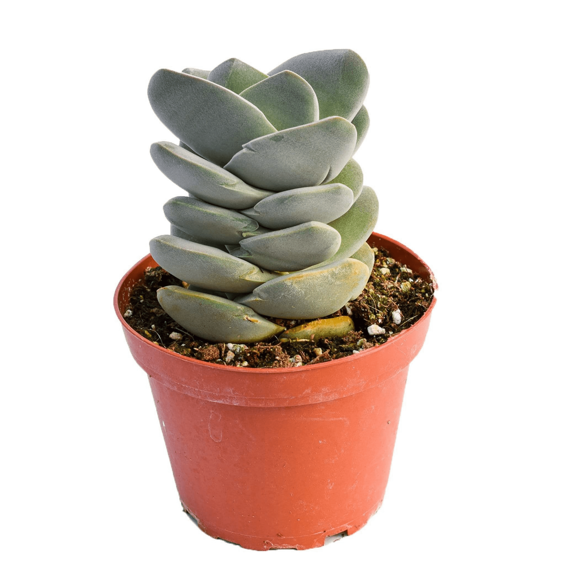 ivory towers succulent propagation Crassula Ivory TowerDefault Title