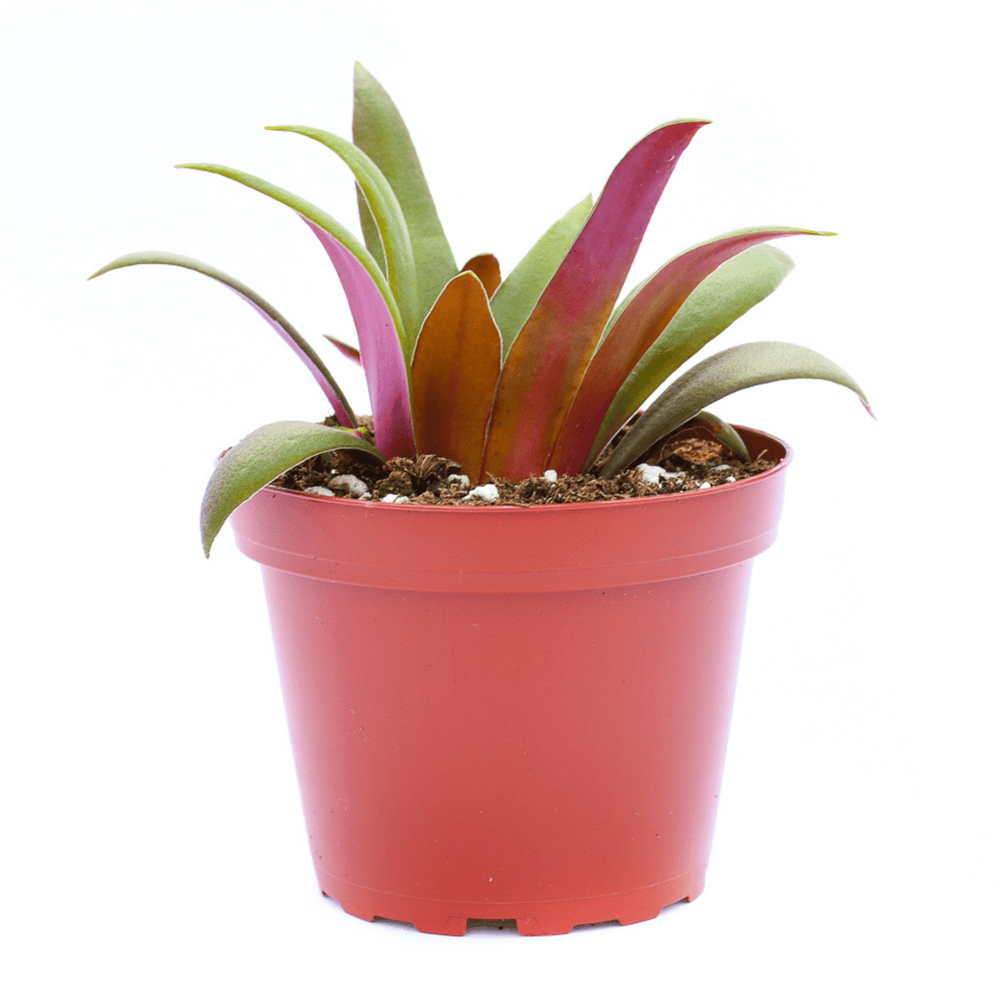 orbicularis succulent Crassula Orbicularis for Sale| Buy Succulents Online