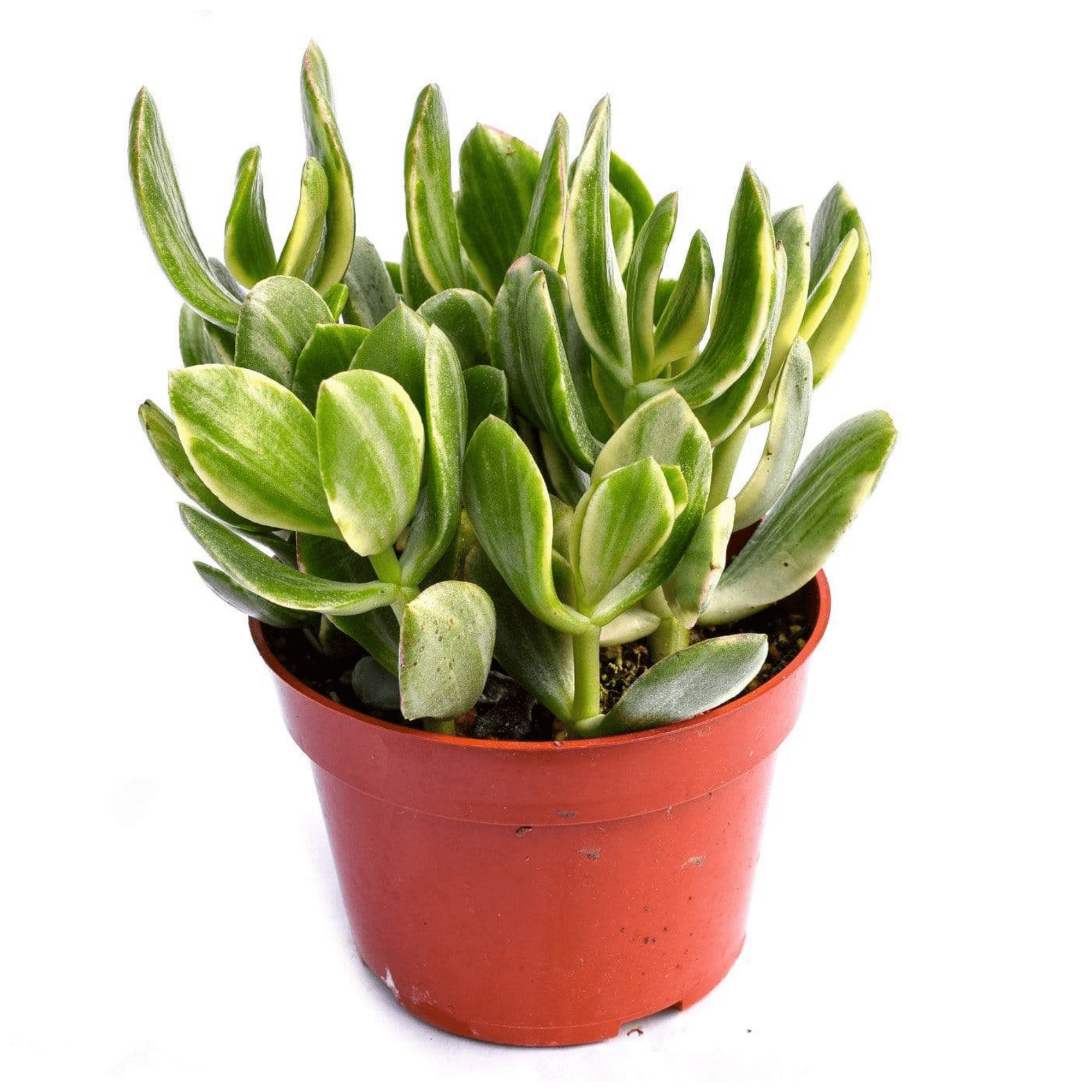 variegated jade plant crassula ovata variegata Crassula Ovata Variegata for Sale