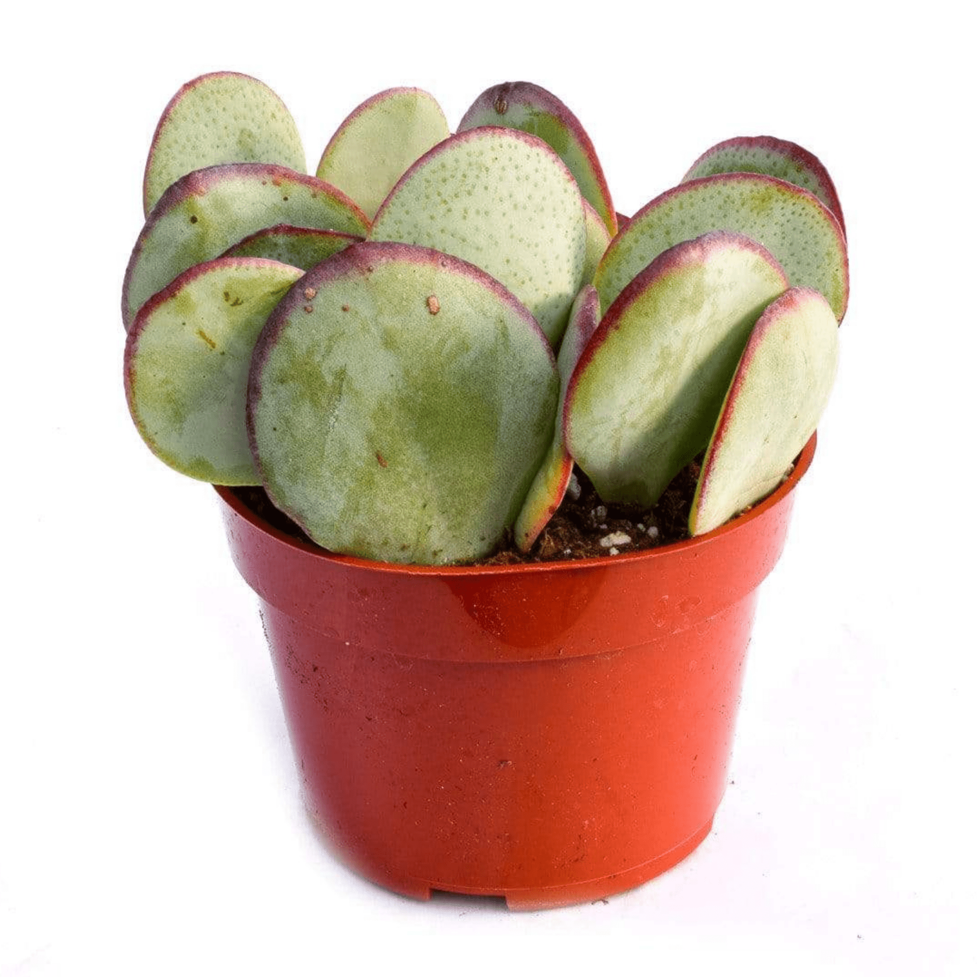 dollar succulent plant Crassula Silver Dollar for Sale|Succulents for Sale|Succulent Market