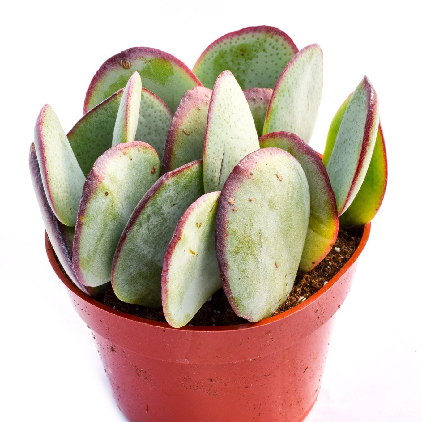 silver dollar succulent Crassula Silver Dollar for Sale|Succulents for Sale|Succulent Market