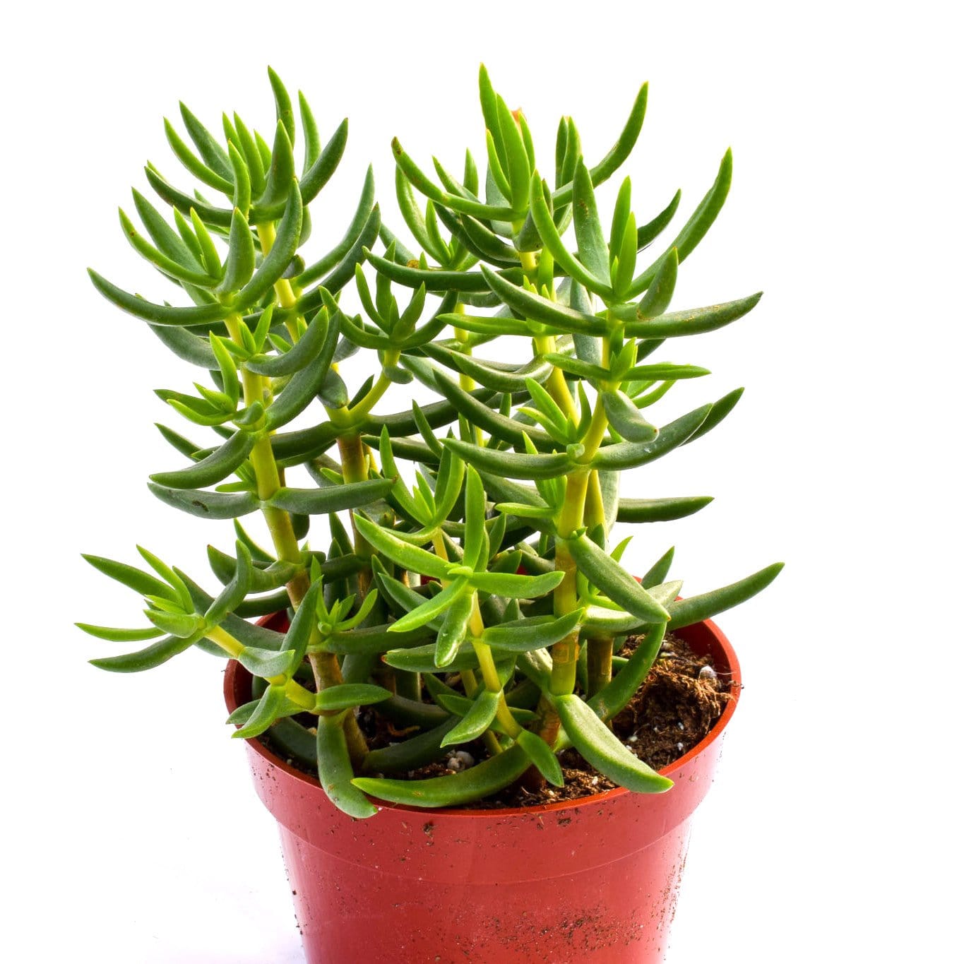succulent crassula tetragona Crassula tetragona - Succulent Plant