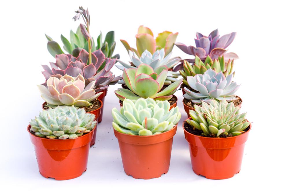 pastel colored succulents Colorful Succulents - Assorted 4 Inch Containers | Succulents for Sale | Succulent Market