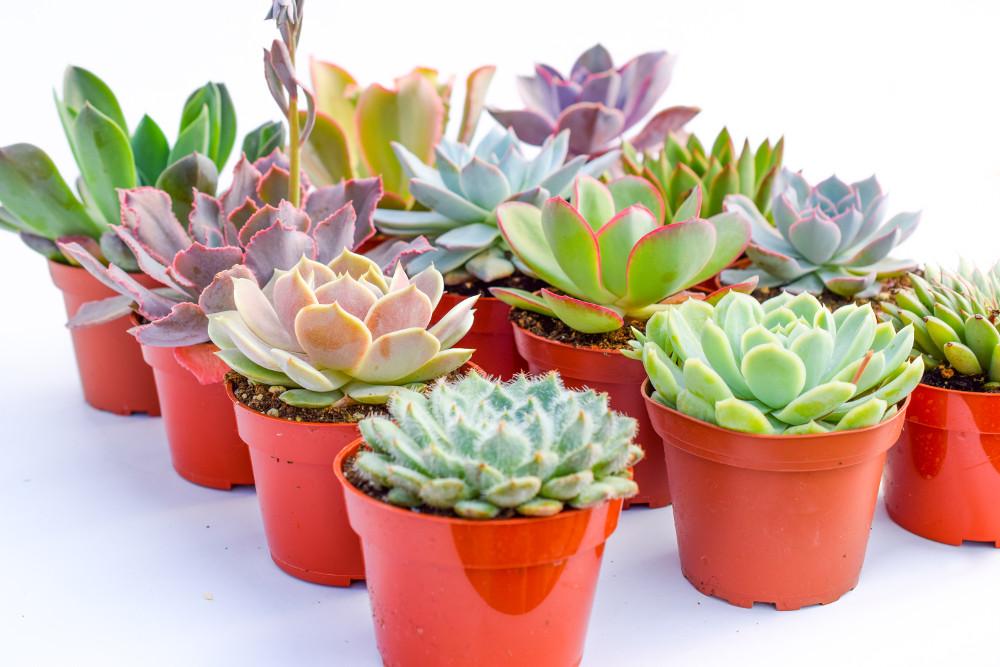 common succulents sold in stores SUCCULENTMARKET.COM Large Colorful Outdoor Succulents - Assorted 4 Inch - Live Outdoor Succulent Plants