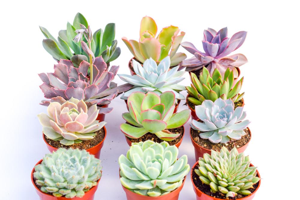 colorful succulent plants for sale Colorful Succulents - Assorted 4 Inch Containers | Succulents for Sale | Succulent Market