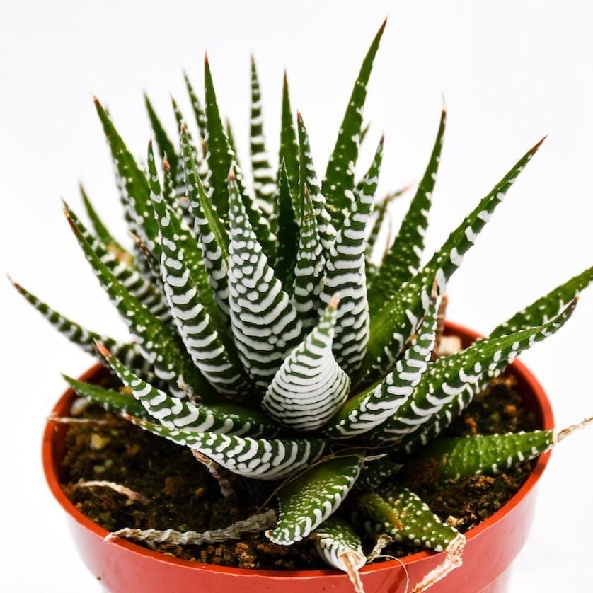 zebra succulent plants Haworthia Super White for Sale| Buy Zebra Plant Succulent