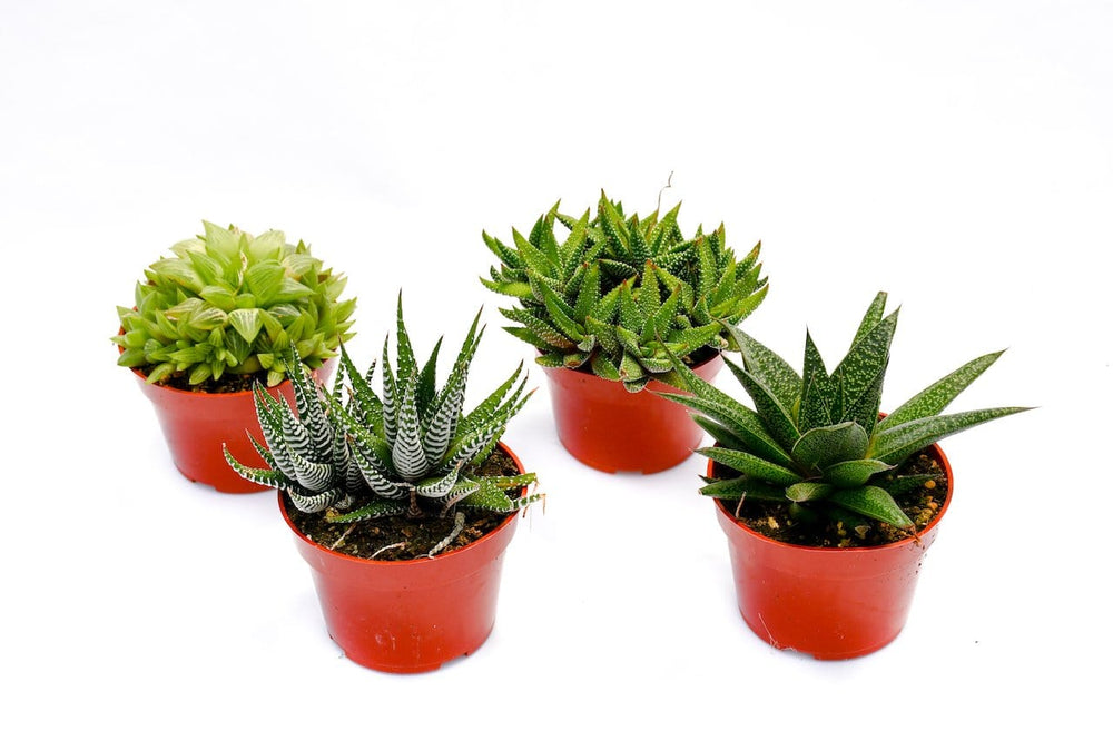 which succulents are toxic to cats Succulents Safe for Cats
