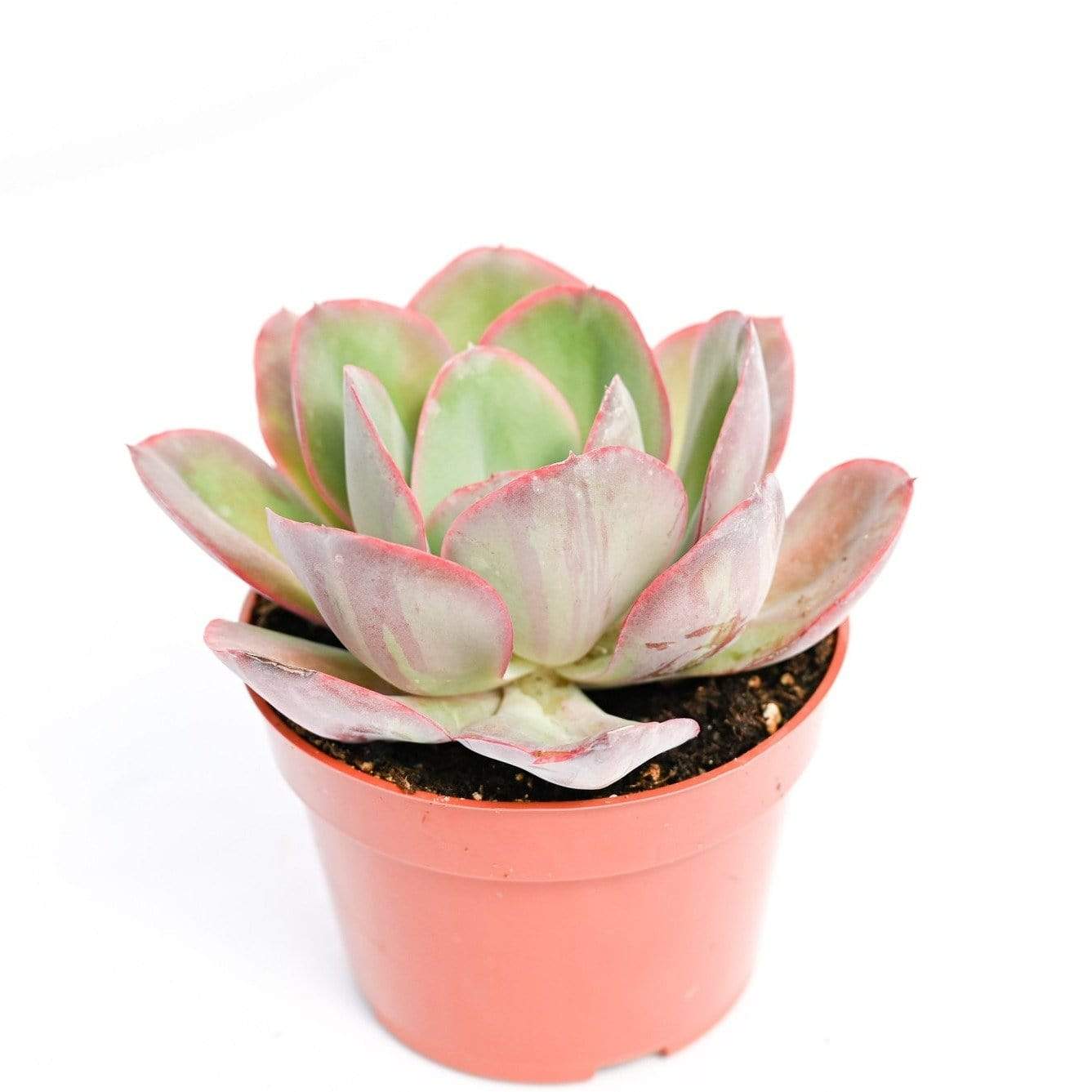 pacific coast succulents Echeveria Green Pacific for Sale|Succulents for Sale|Succulent Market