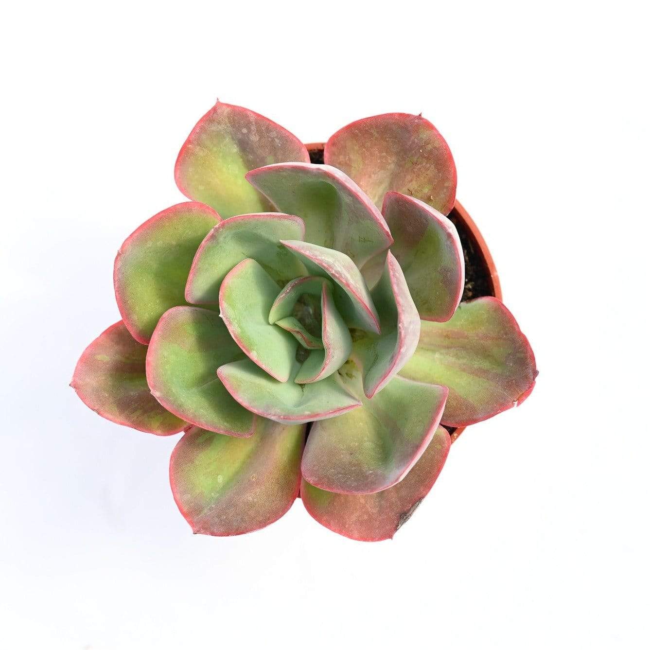 green echeveria succulent Echeveria Green Pacific for Sale|Succulents for Sale|Succulent Market