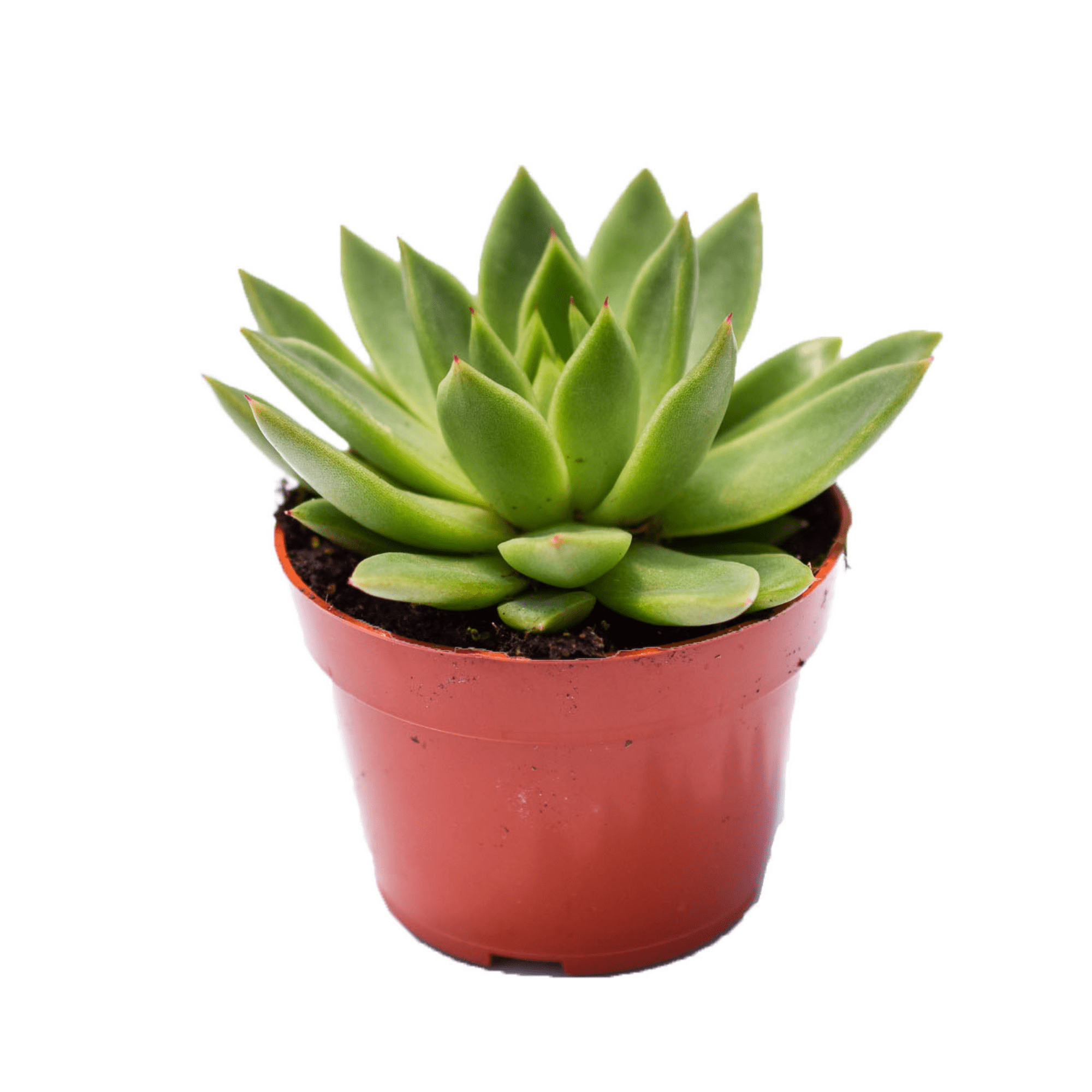 succulent agavoides Echeveria Agavoides for Sale | Succulents for Sale