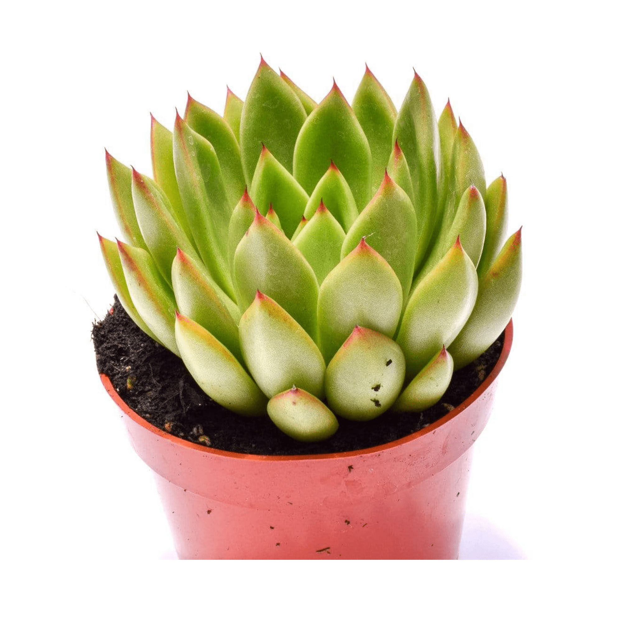 red tips on succulents Echeveria Agavoides Red Tip for Sale