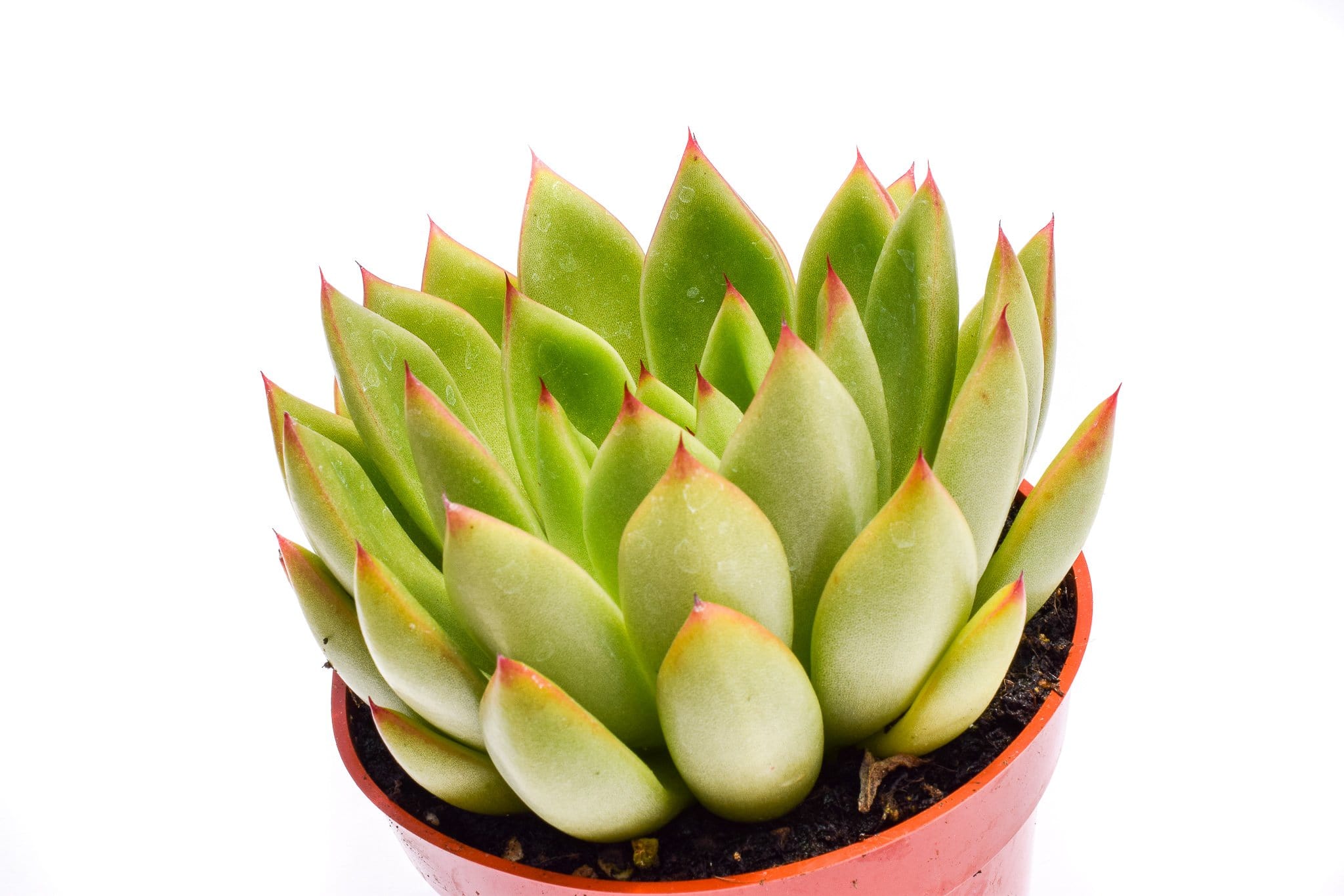 dark green succulent with red tips Echeveria Agavoides Red Tip for Sale