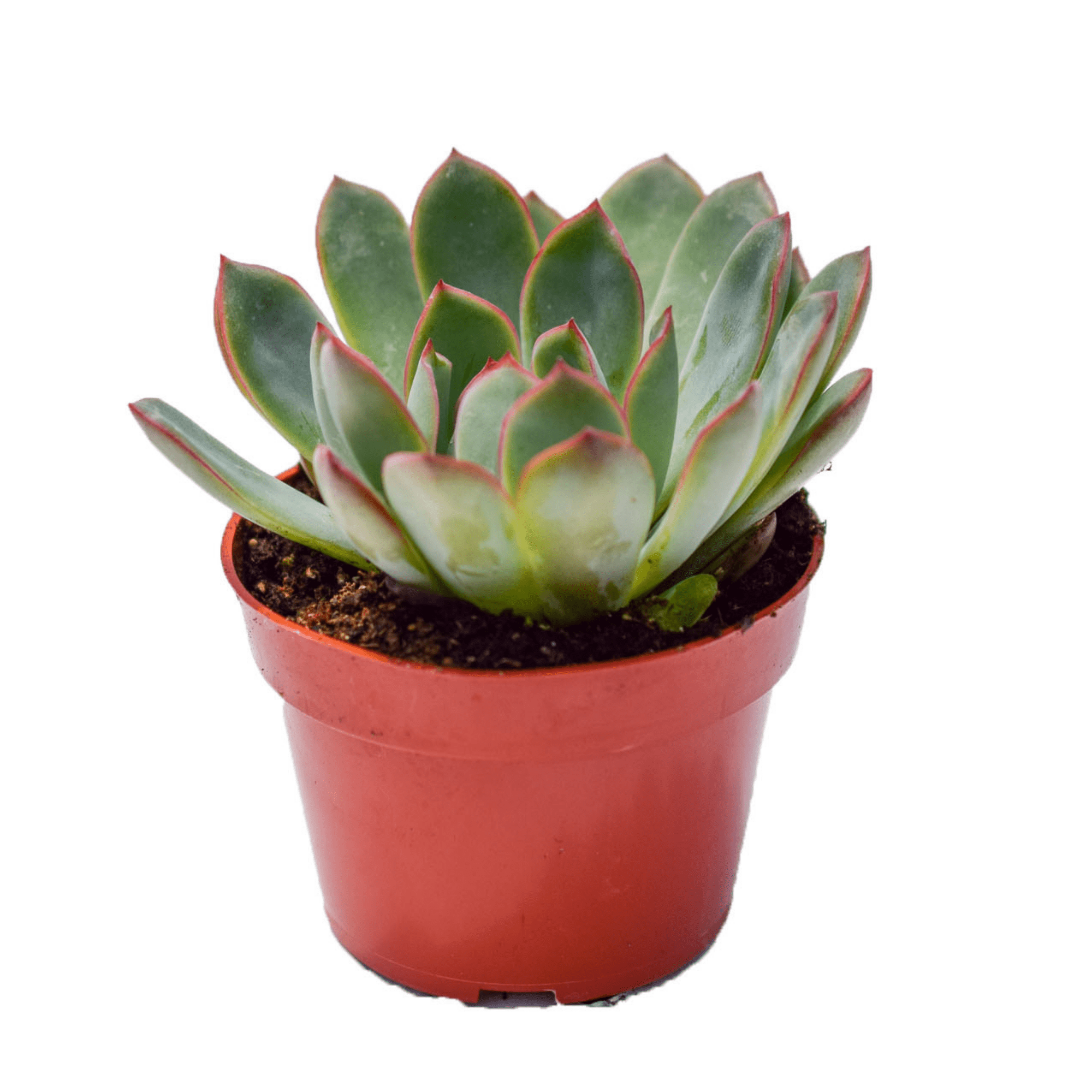 succulent apus Echeveria Apus | Succulents for Sale | Succulent Market