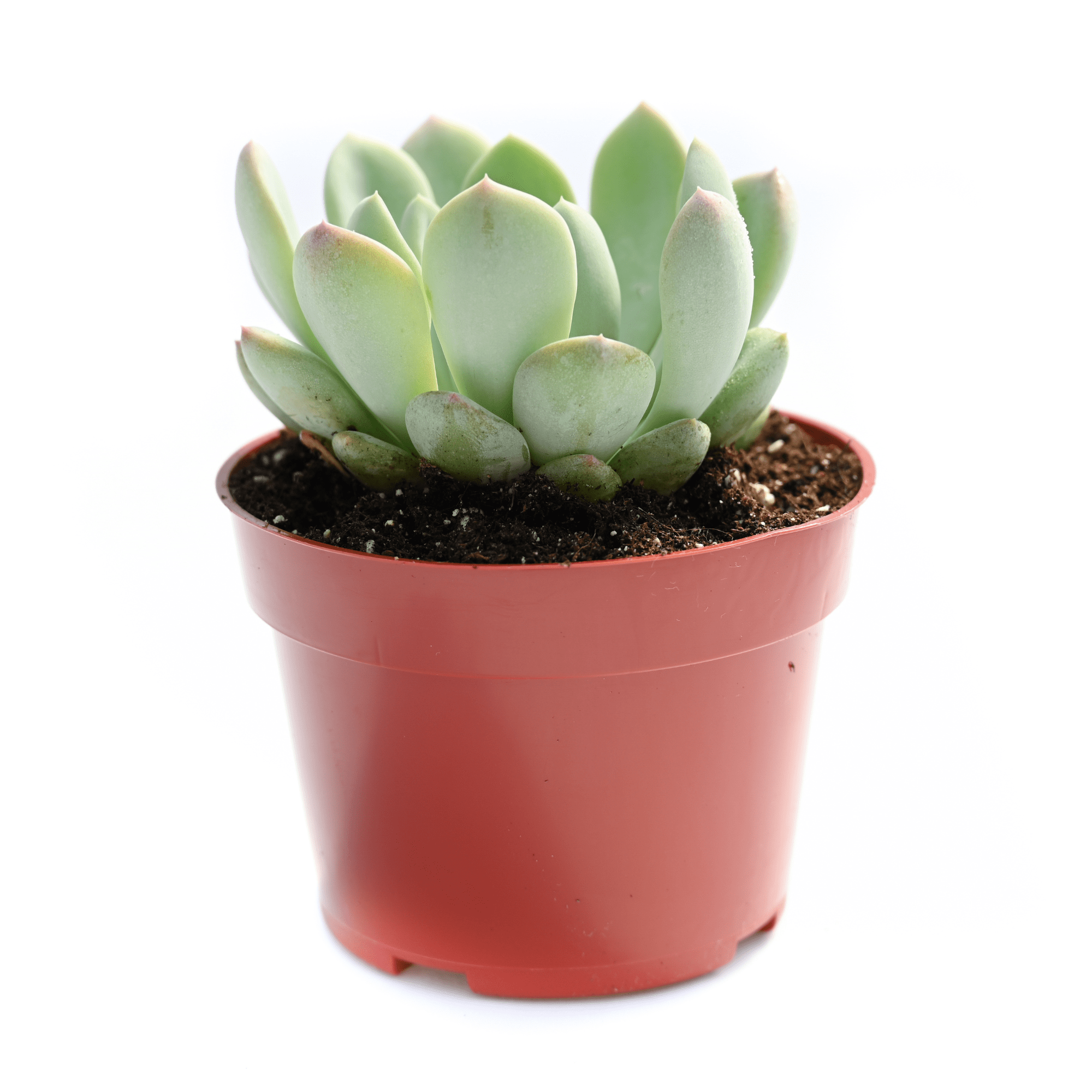 aurora succulent Echeveria Aurora for Sale | Buy Echeveria Aurora
