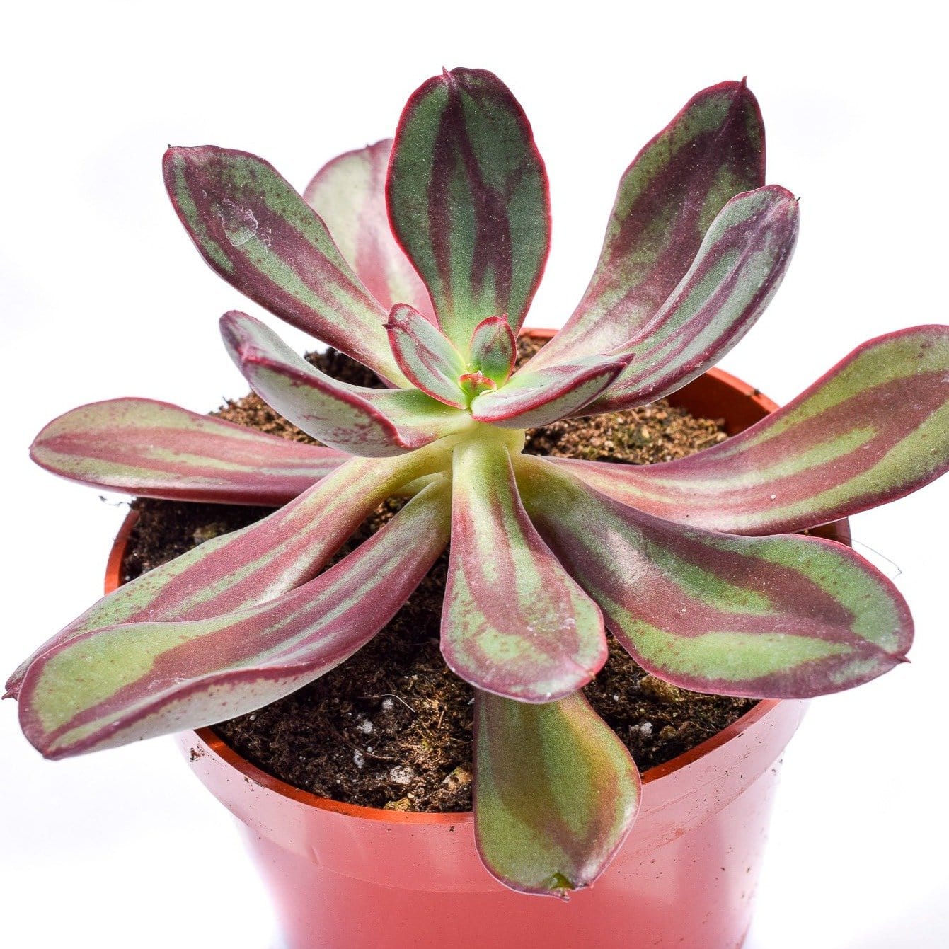 succulent with purple stripes Echeveria Benitsukasa|Purple Succulents for Sale|Buy Succulents Online