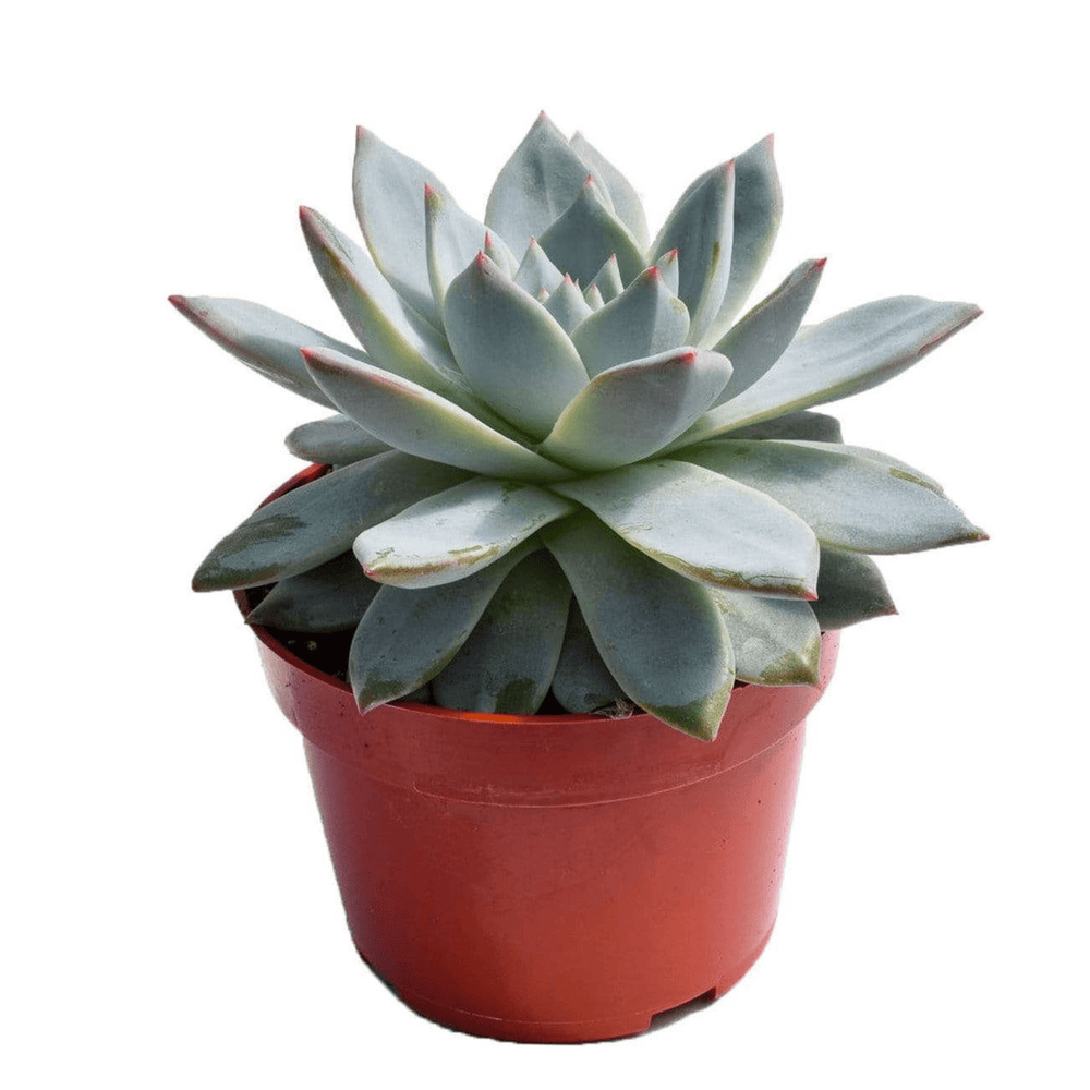 echeveria blue bird succulent Echeveria Blue Bird for Sale|Blue Succulents for Sale|Succulent Market
