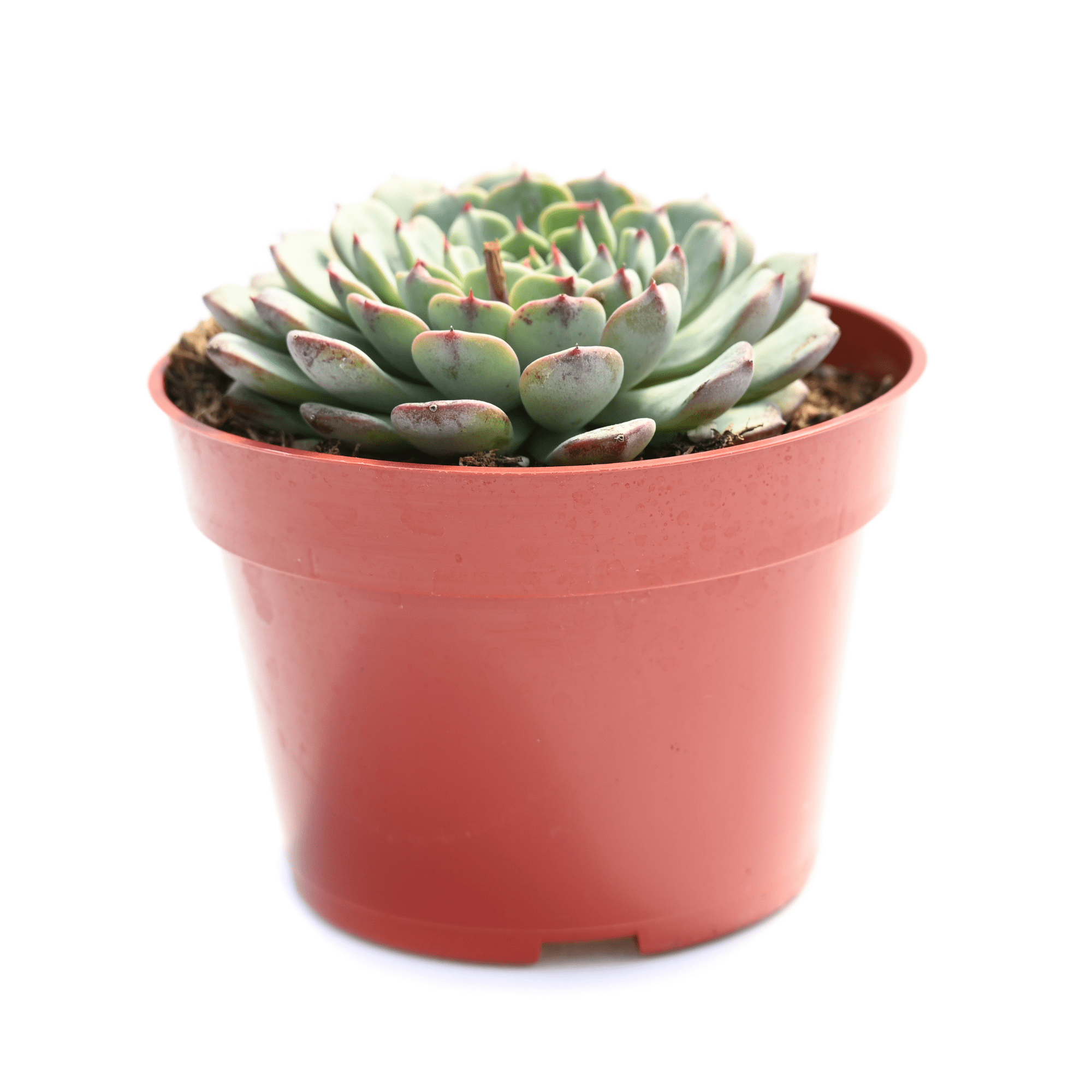 minima succulent Echeveria Blue Minima for Sale