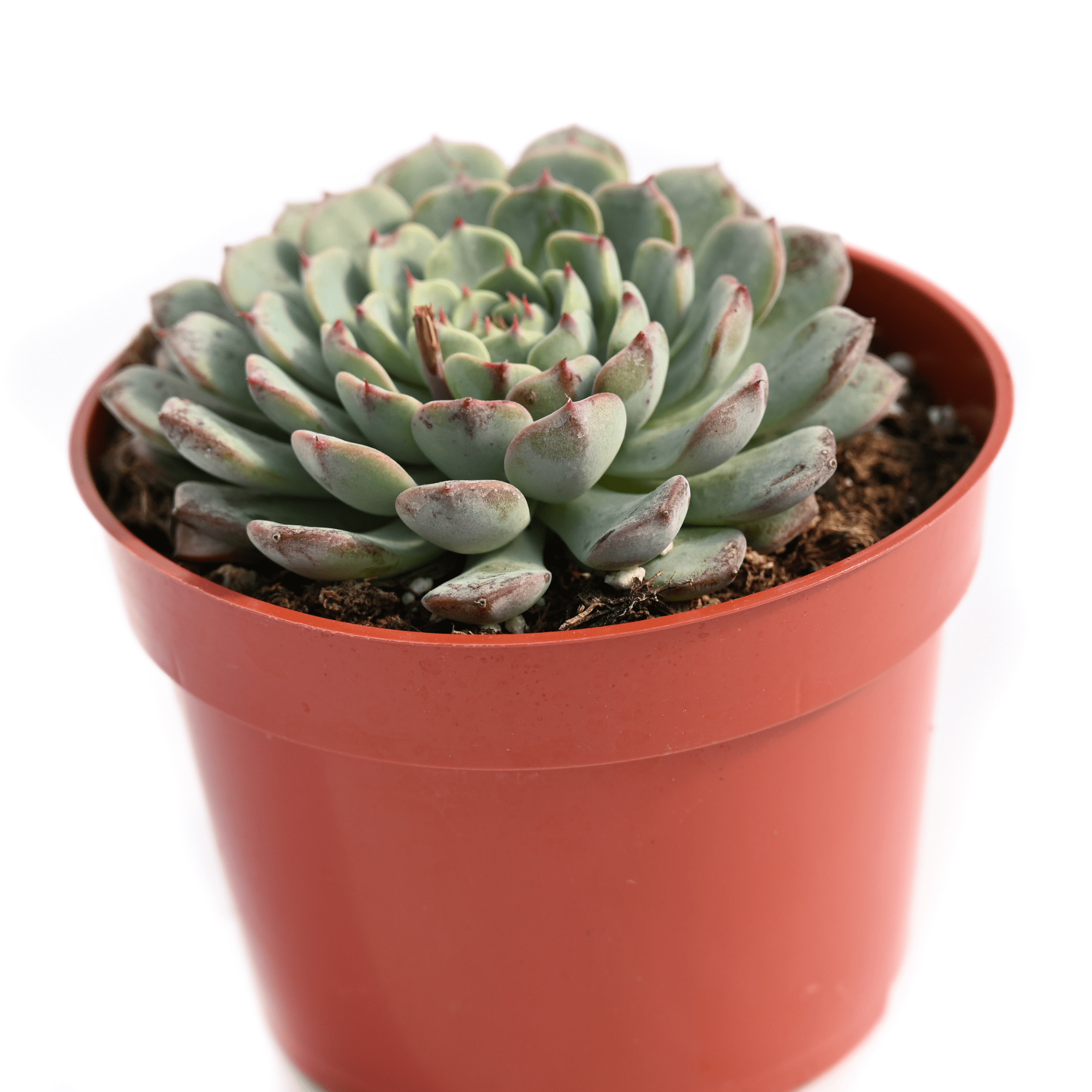 blue minima succulent Echeveria Blue Minima for Sale