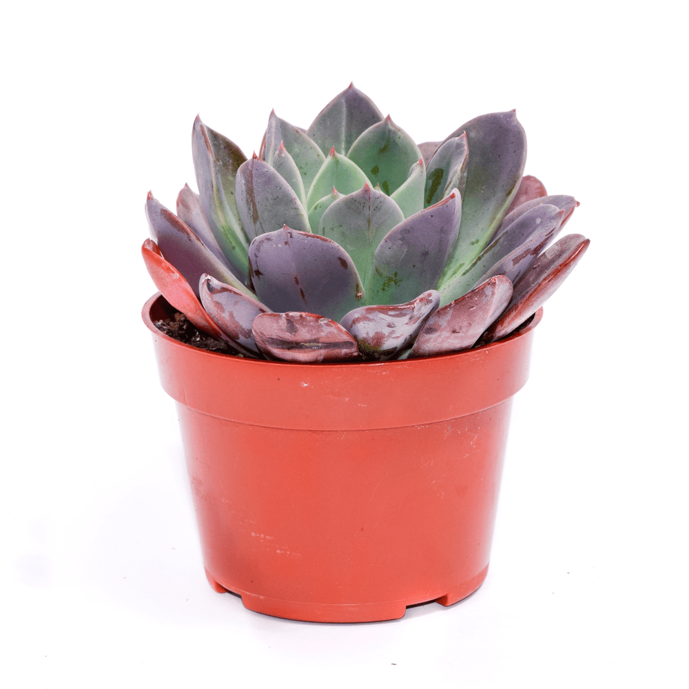 blue prince succulent Echeveria Blue Prince for Sale| Succulents for Sale| Succulent Market