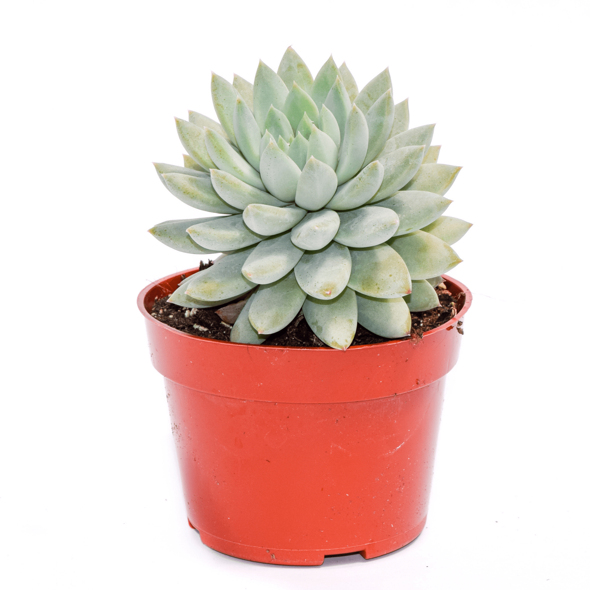 star succulent Echeveria Blue Star for Sale| Blue Succulents for Sale