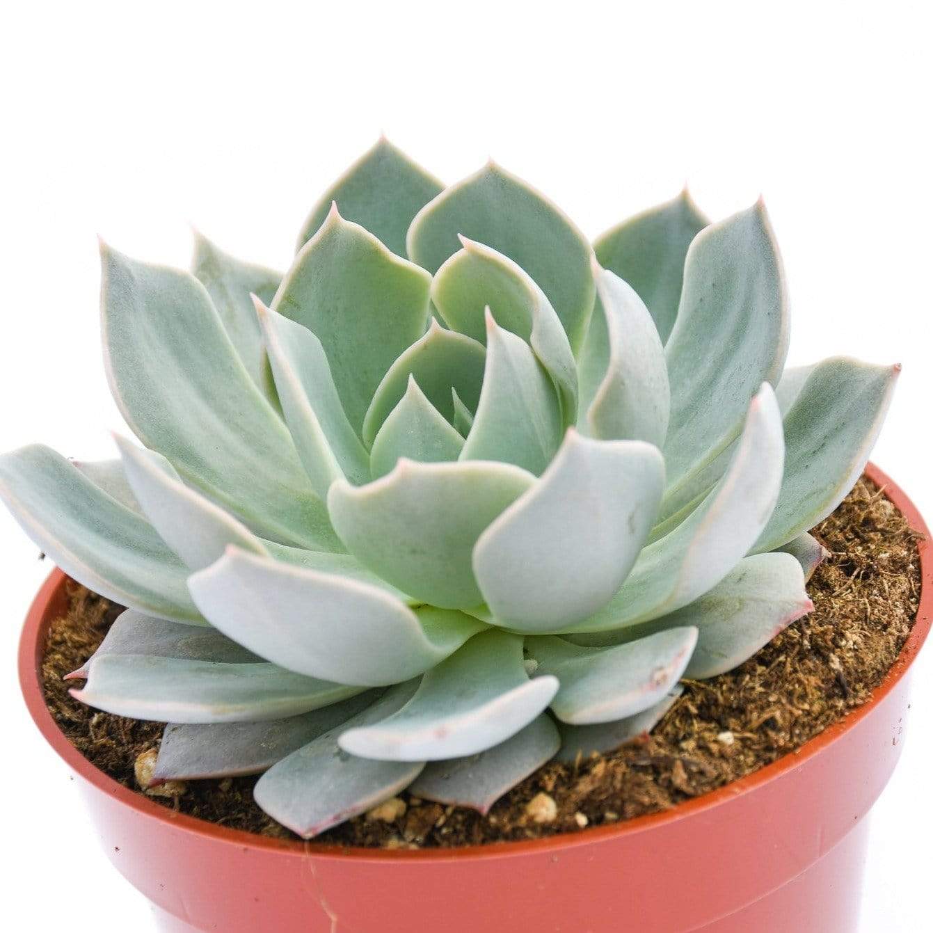 blue fairy succulent Echeveria Branco | Succulents for Sale | Succulent Market