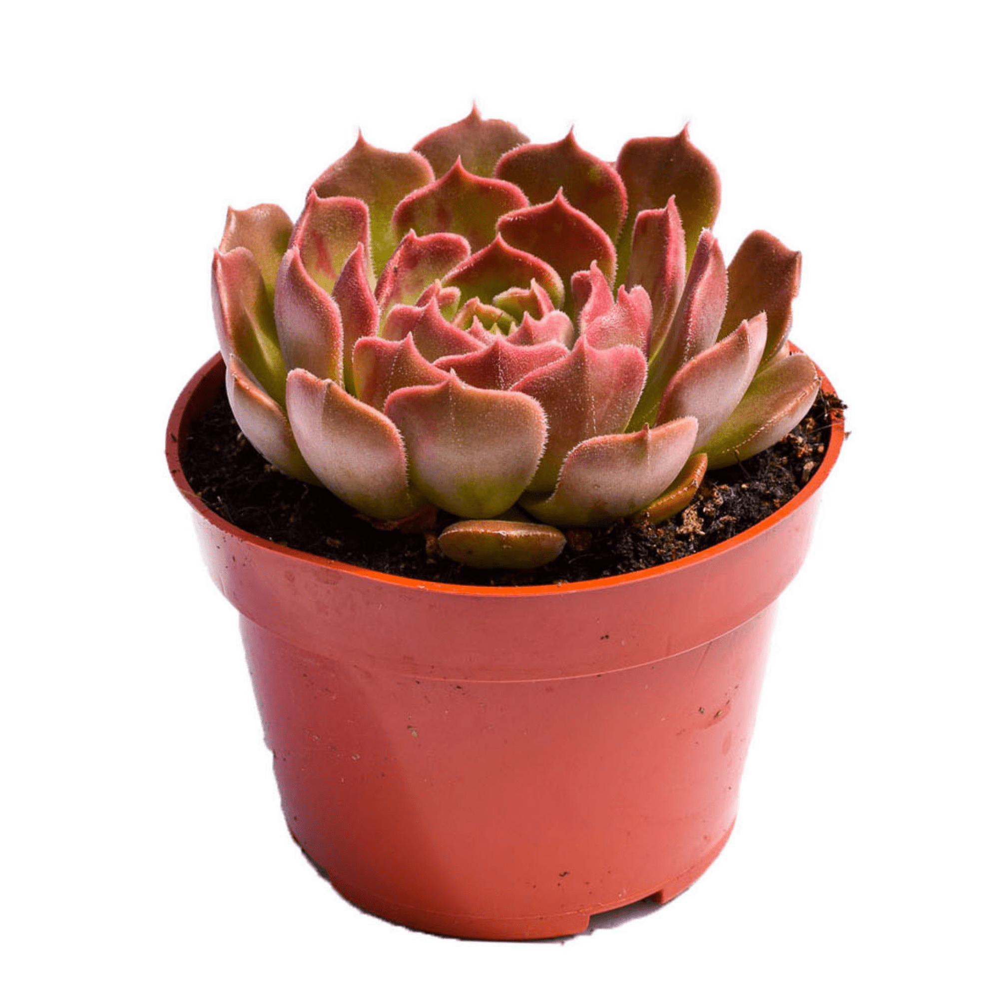 rose succulent plants for sale Echeveria Brown Rose for Sale| Buy Succulents Online| Succulent Market
