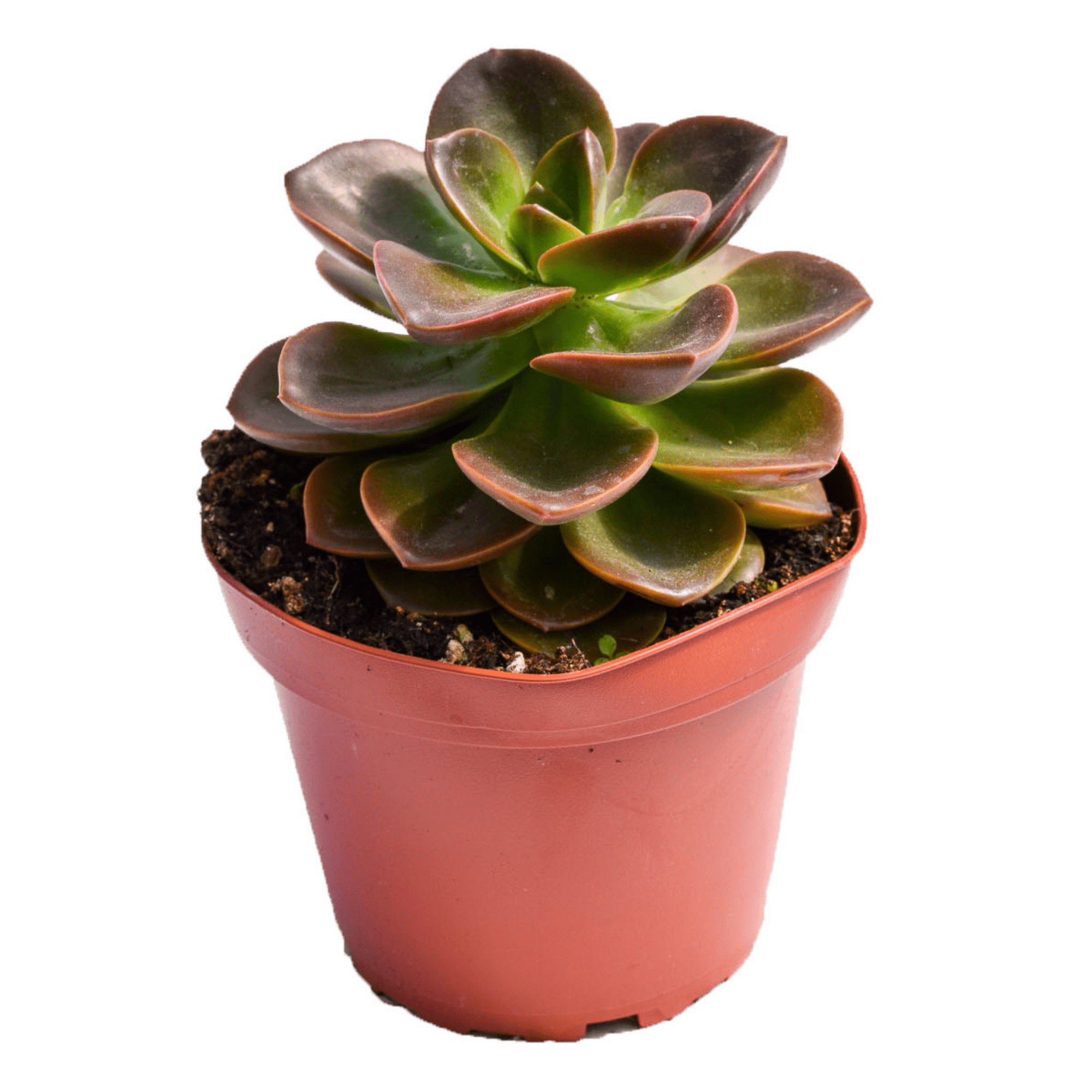 maroon succulent Echeveria Burgundy Pearl for Sale|Succulents for Sale|Succulent Market