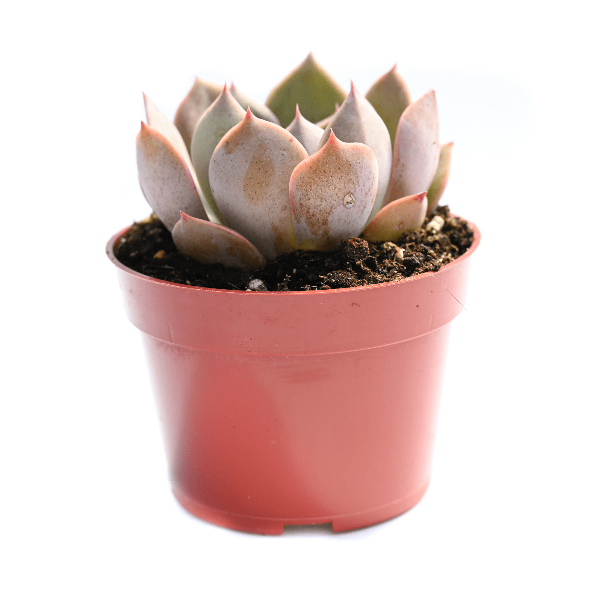 Echeveria Costa for Sale | Buy Echeveria Costa | Succulent Market