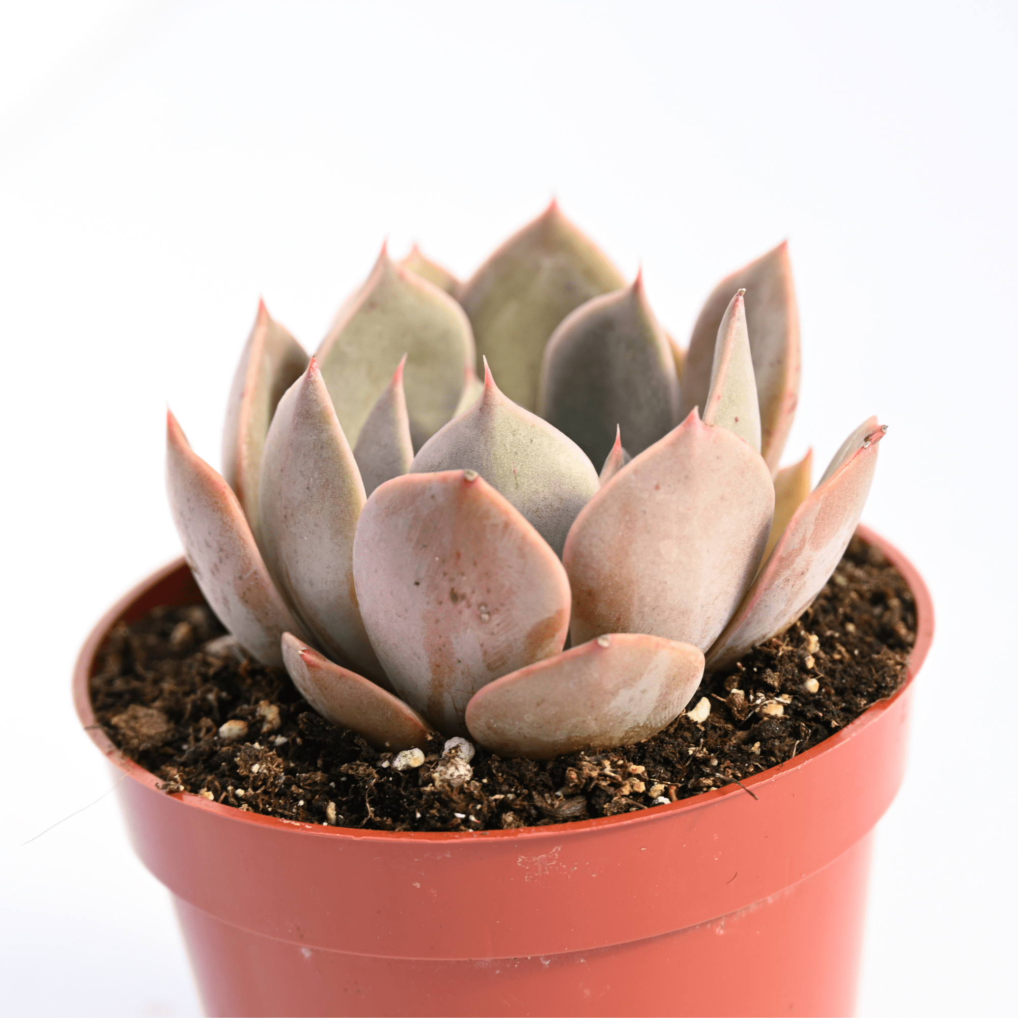 costa succulents Echeveria Costa for Sale | Buy Echeveria Costa