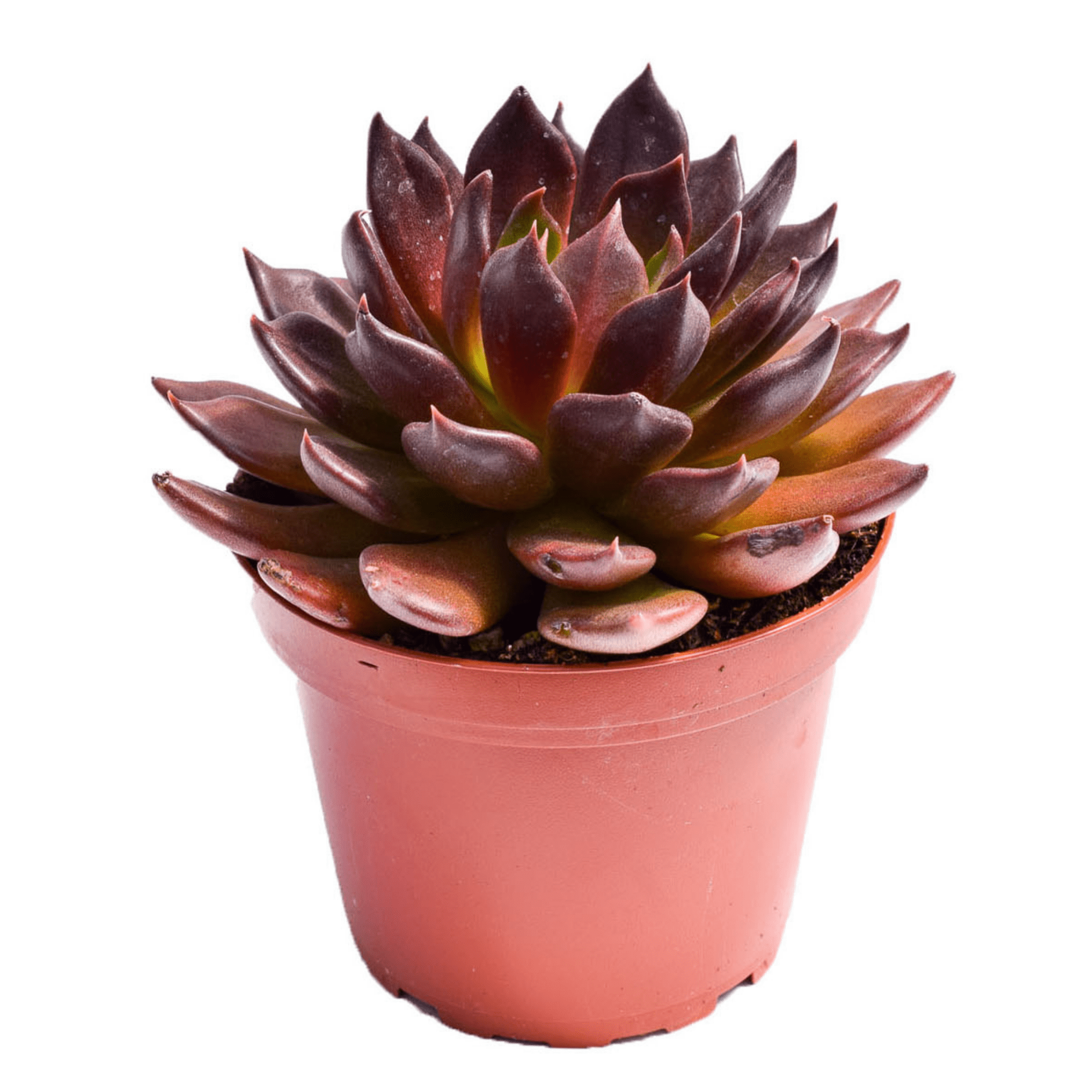 ech succulent Echeveria Echoc for Sale| Black Succulents for Sale| Succulent Market