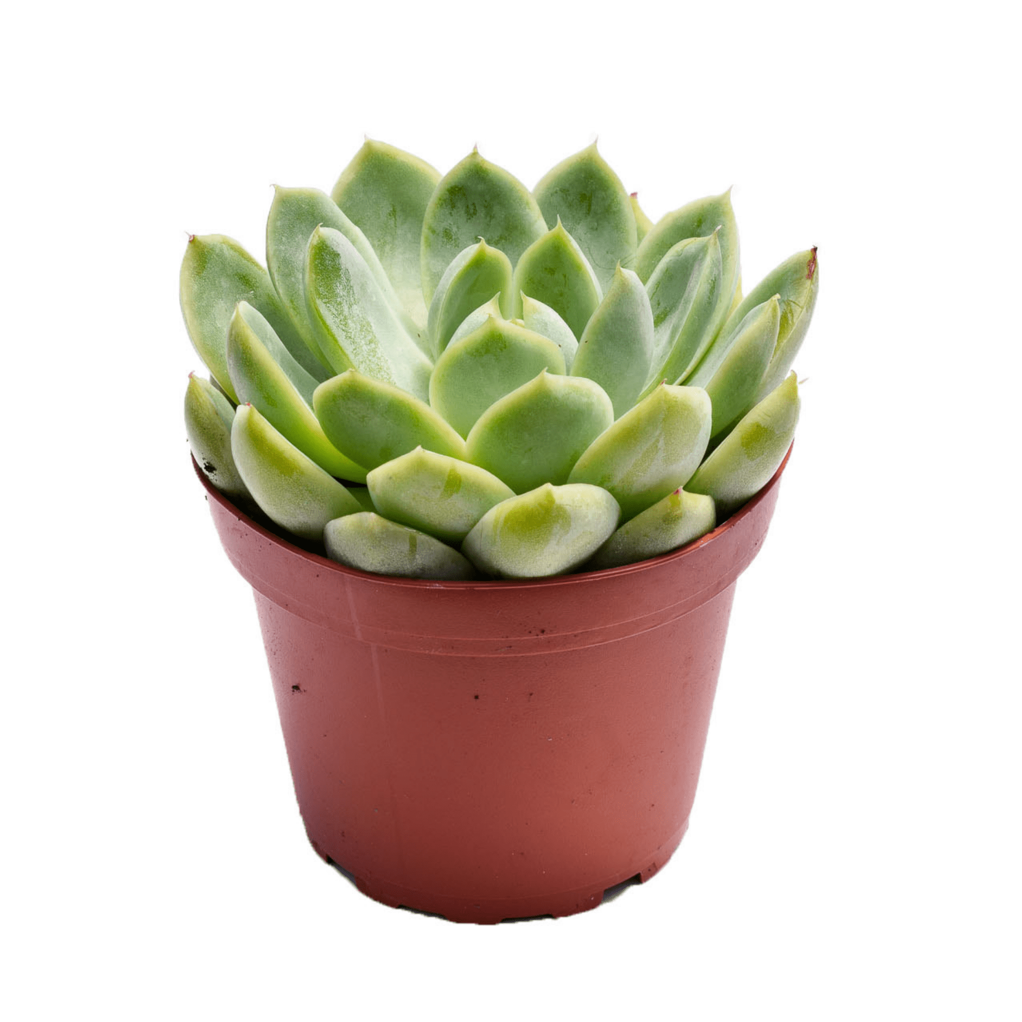 succulent echeveria elegans Echeveria Elegans | Succulents for Sale | Succulent Market